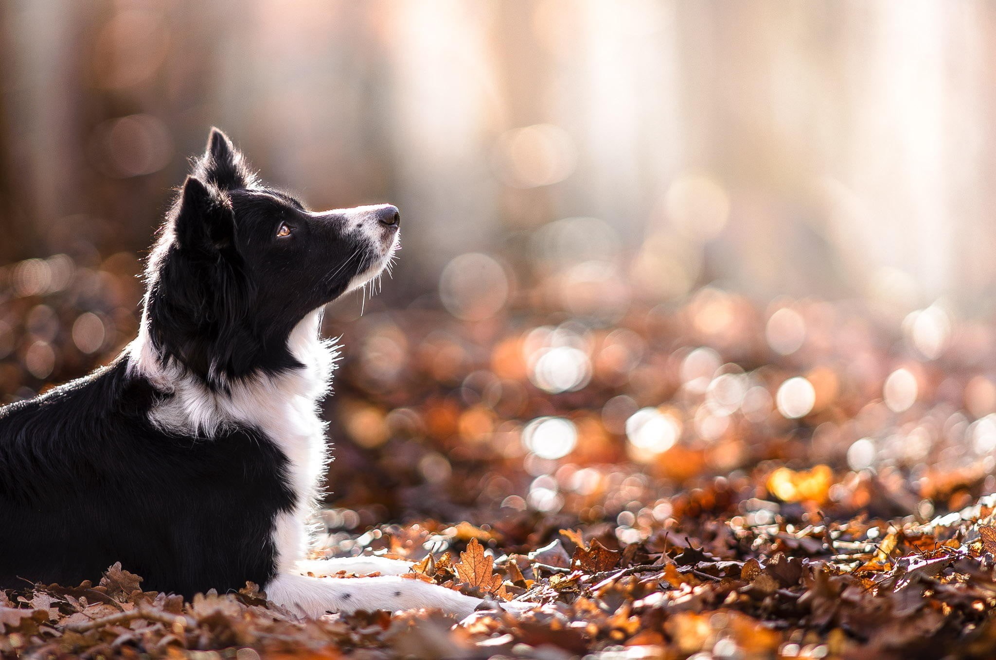 young animal, animal head, domestic animals, mammal, fall, waiting, animal themes, small, autumn, sitting, animals, looking, one animal, selective focus, HD Wallpaper