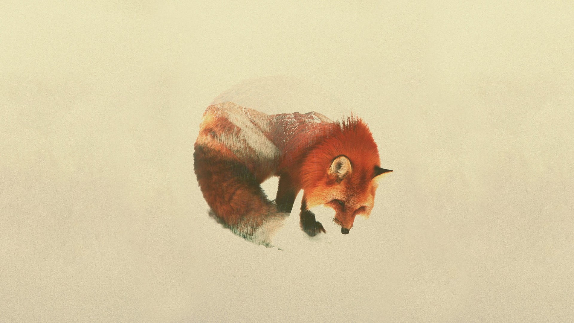 fox, full length, livestock, animals, double exposure, animal wildlife, 1080P, no people, domestic, copy space, domestic animals, vertebrate, one animal, HD Wallpaper