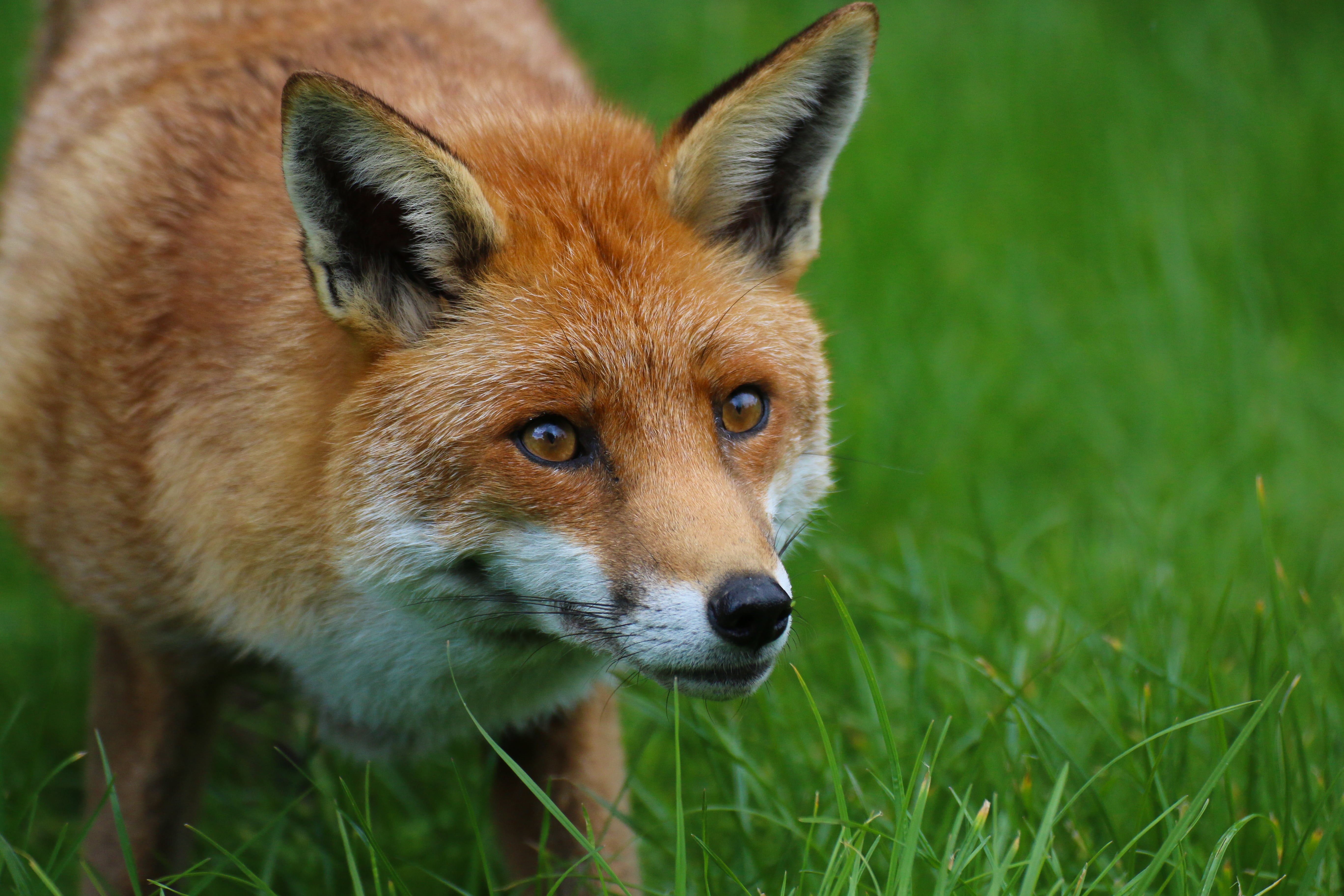 outdoors, British Wildlife Centre, grass, fox, red, animals In The Wild, carnivore, nature, mammal, 5K, animals Hunting, dayitme, Red Fox, wildlife, animal, HD Wallpaper