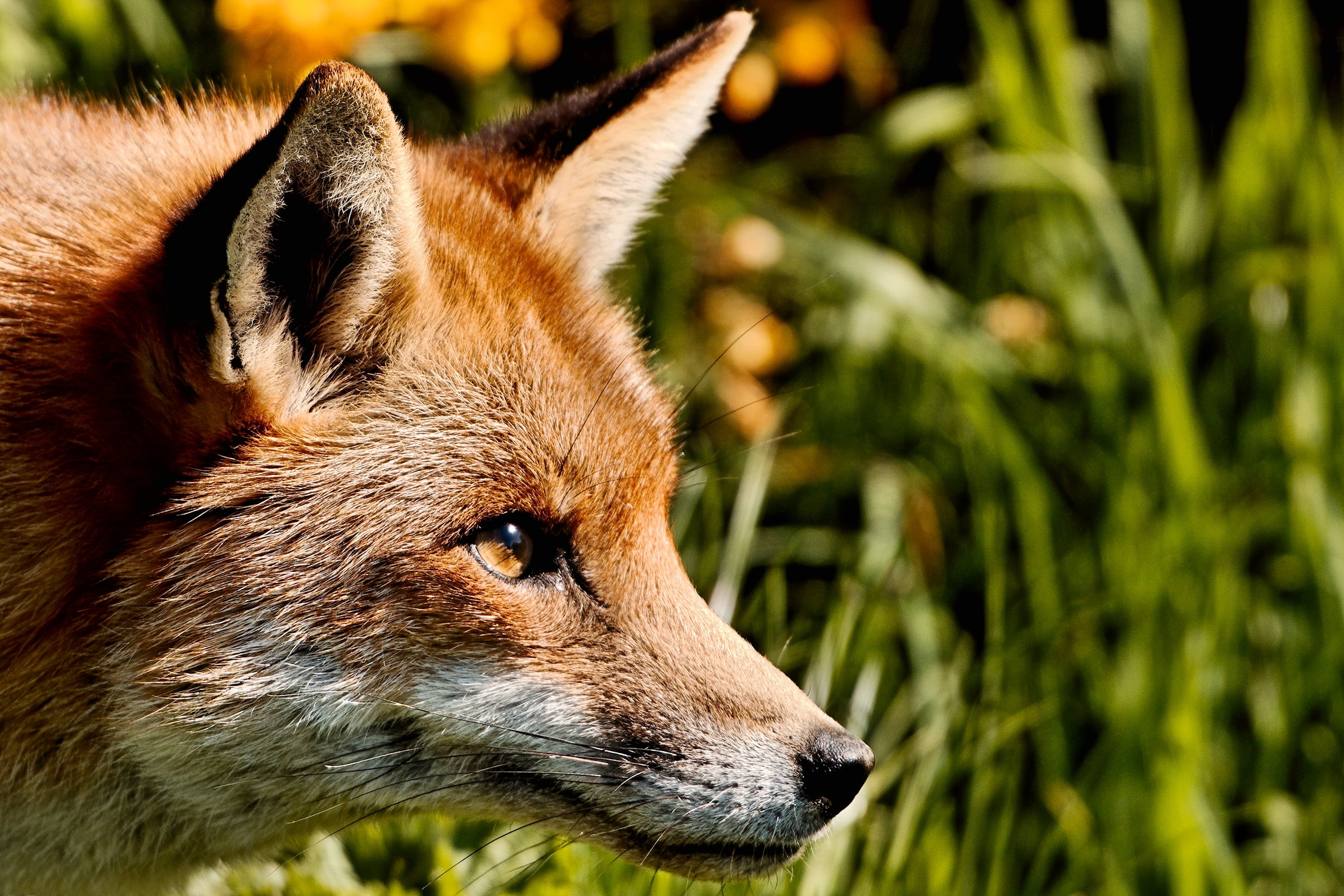canine, grass, carnivore, animal, wildlife, animals In The Wild, forest, outdoors, mammal, 2K, Fox, red Fox, wild Dog, animals Hunting, nature, one Animal, HD Wallpaper