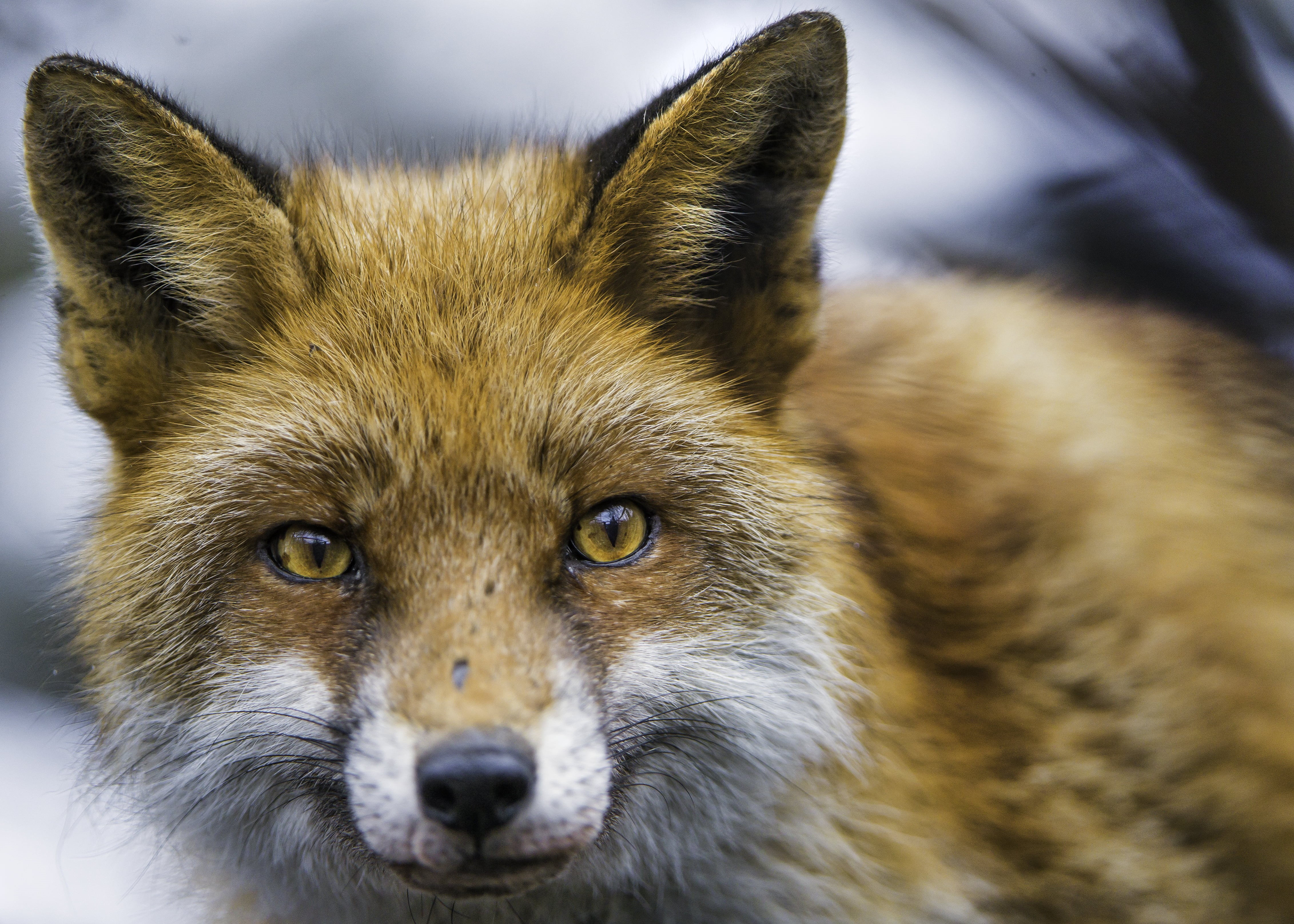 fox, switzerland, nature, photo, kallnach, close, kleine, mammal, carnivore, animal, bern, Nice, farm, nikon  d4, cute, gray, macro, 4K, brown, canid, HD Wallpaper