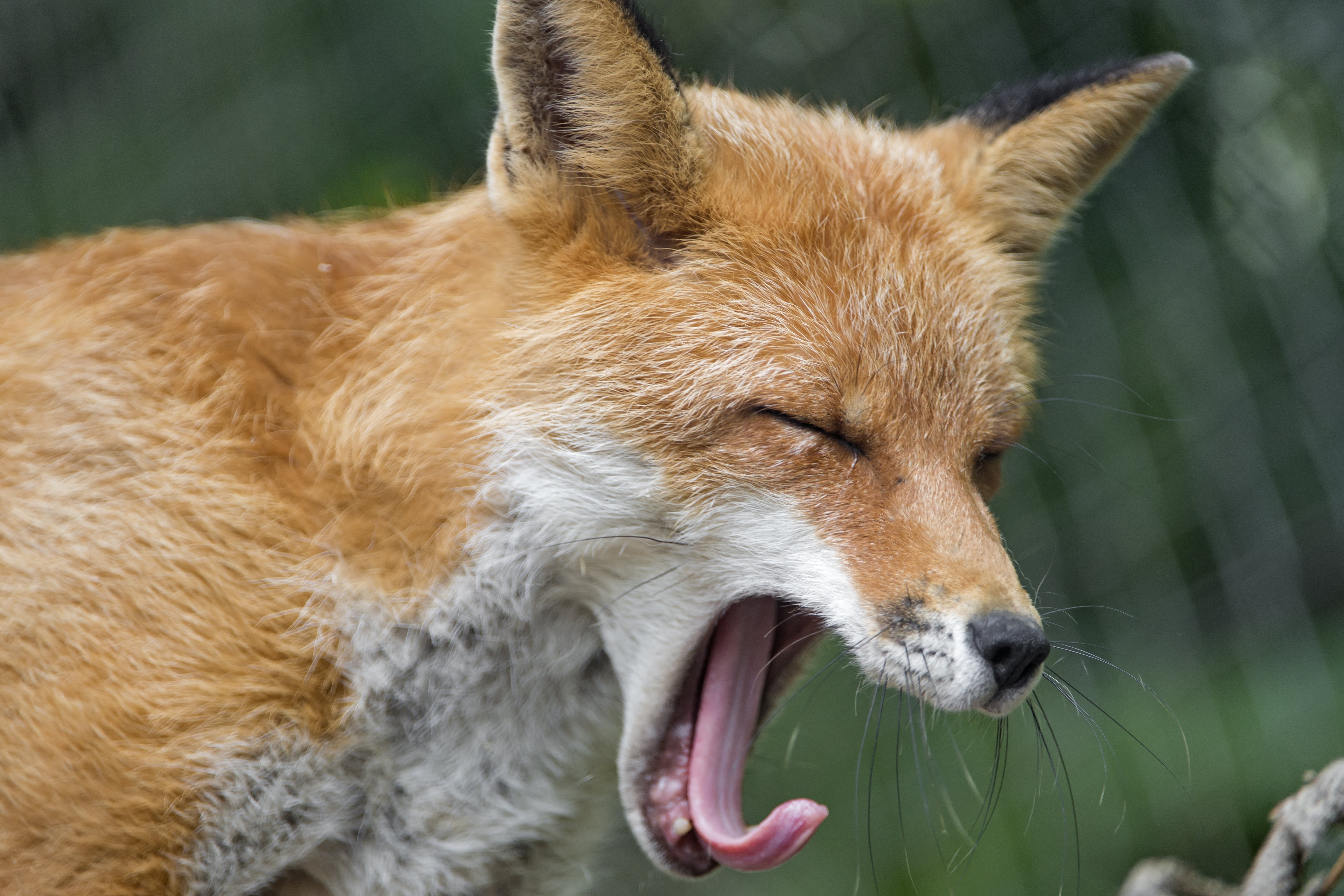 bern, tired, red  fox, animals Hunting, mouth, portrait, jons, tongue, open, brown, red Fox, 5K, kleine, fox, white fox, kallnach, profile, Yawning, white, HD Wallpaper