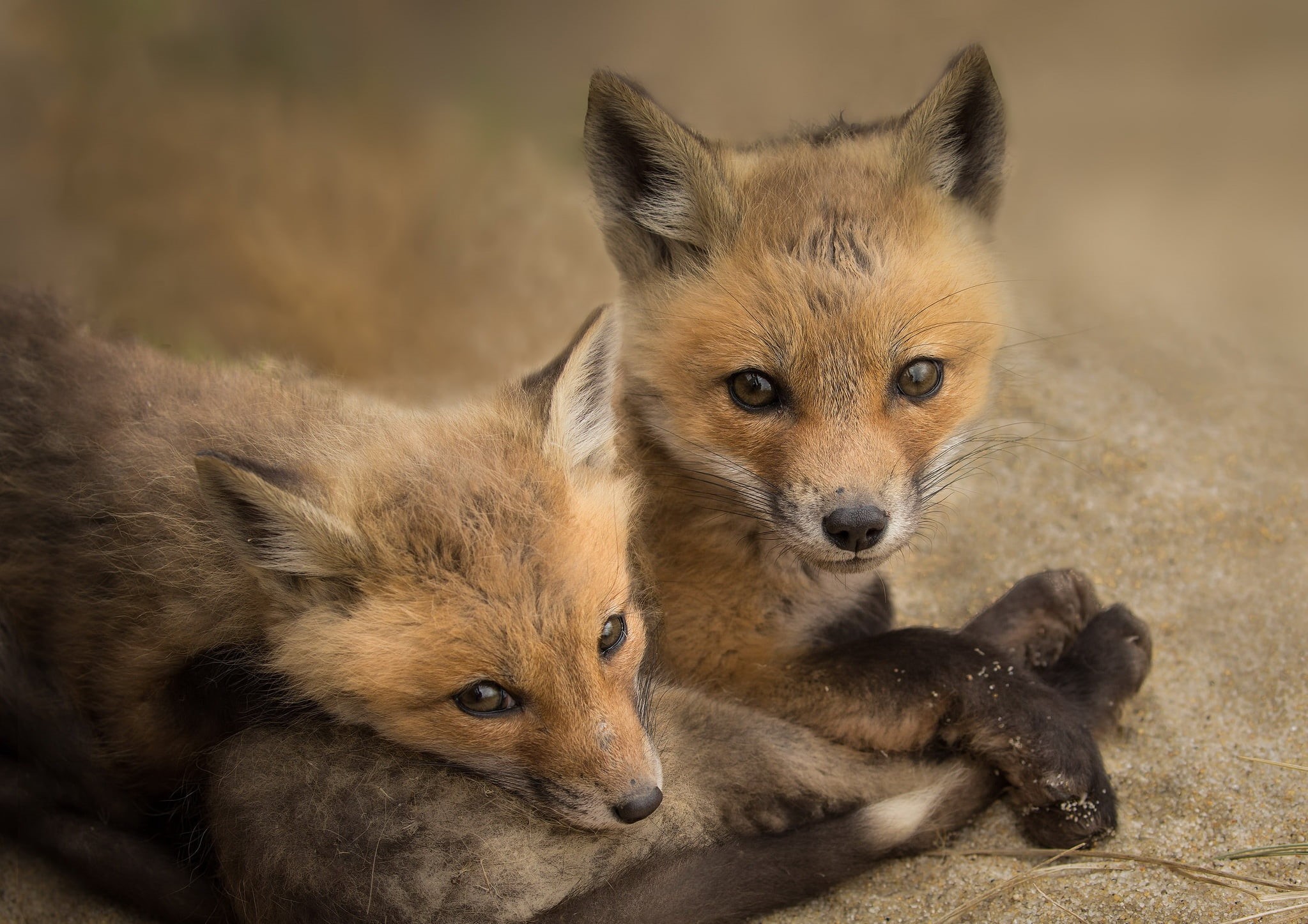 fox, canine, brown, animal wildlife, animals, animals in the wild, togetherness, puppies, animal, focus on foreground, dog, two, animal family, group of animals, HD Wallpaper