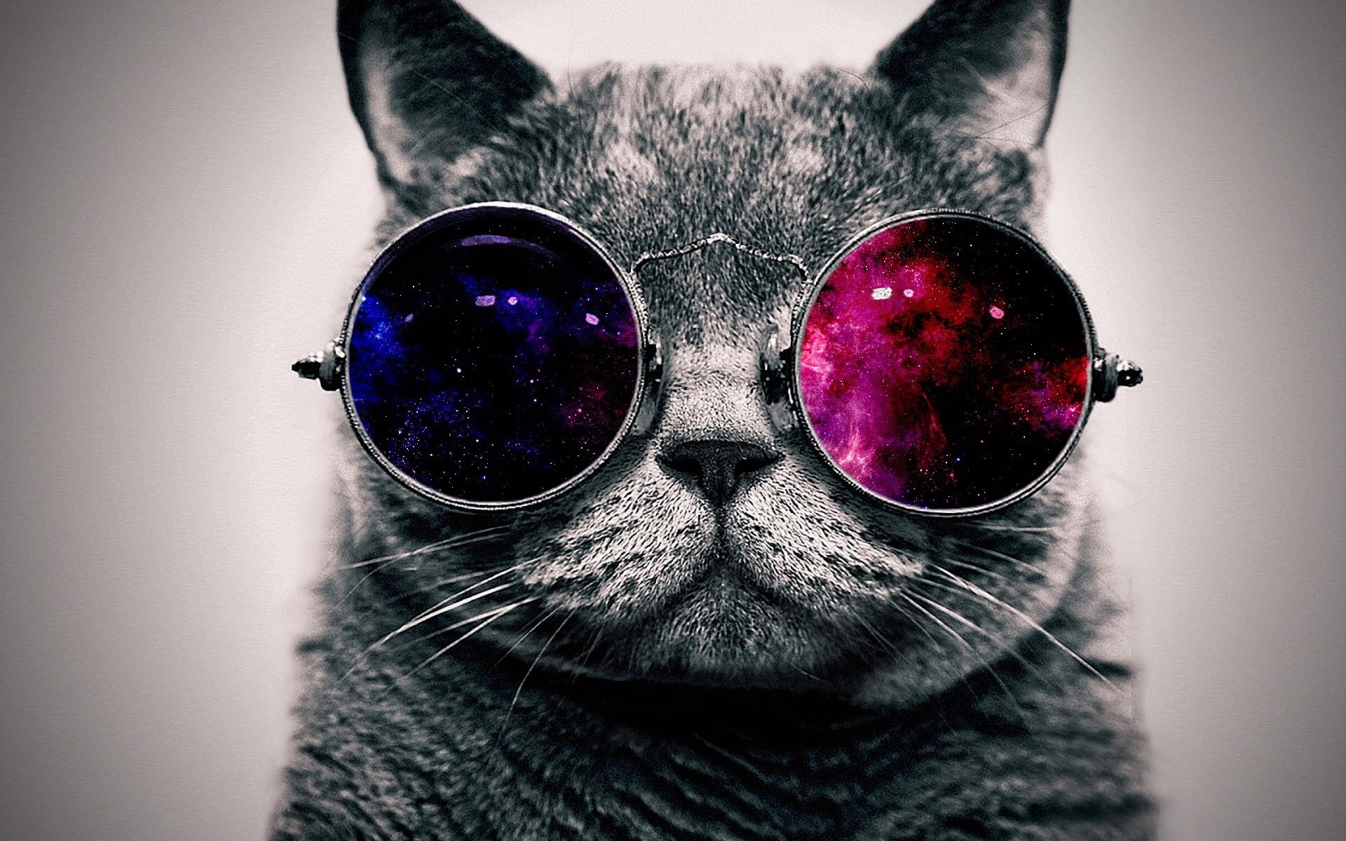 thick, cat, glasses, face, 1080P, HD Wallpaper