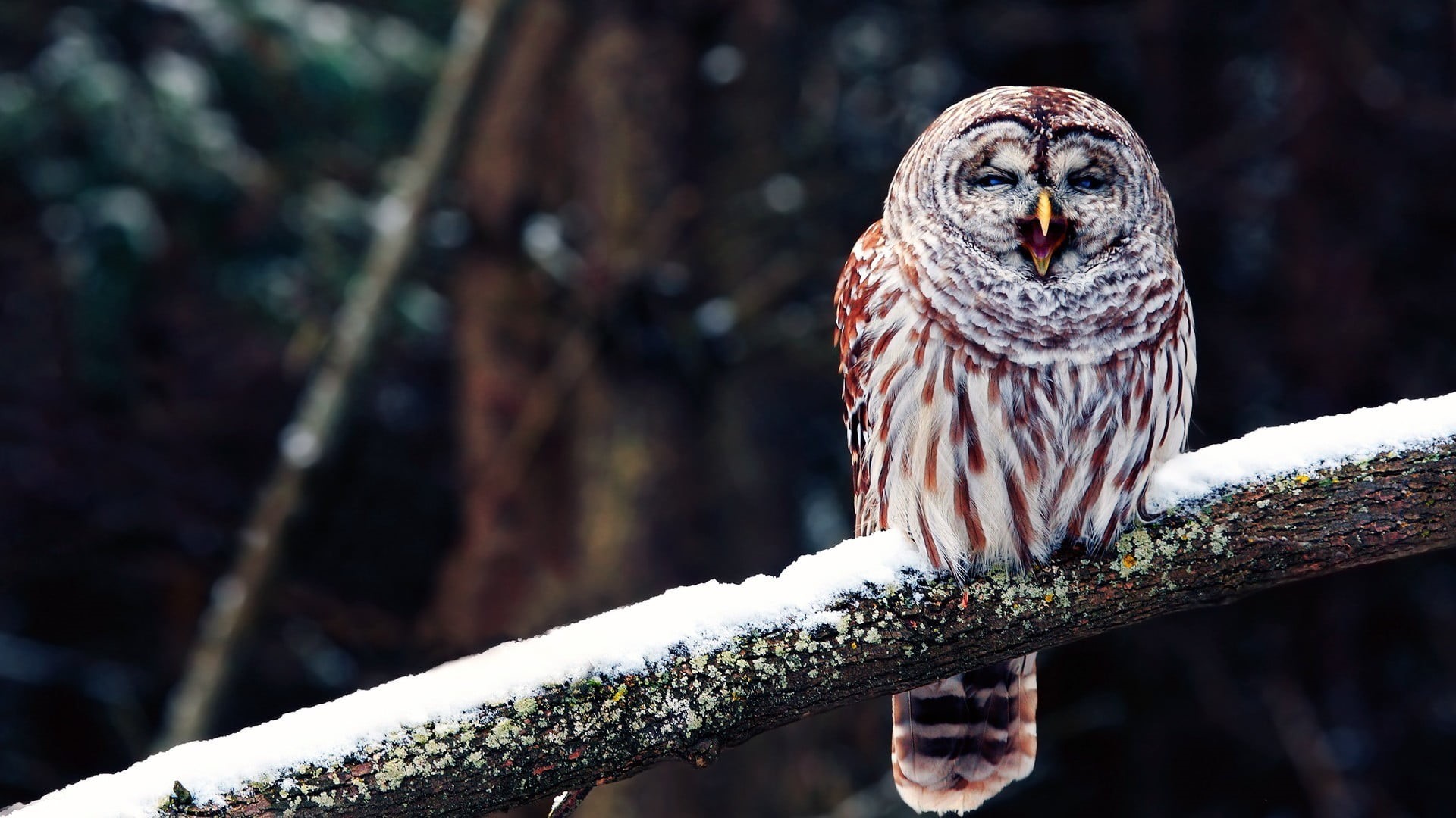 snow, outdoors, birds, tree, 1080P, owl, animals in the wild, perching, no people, plant, animal wildlife, vertebrate, one animal, brown, bird, animal, HD Wallpaper