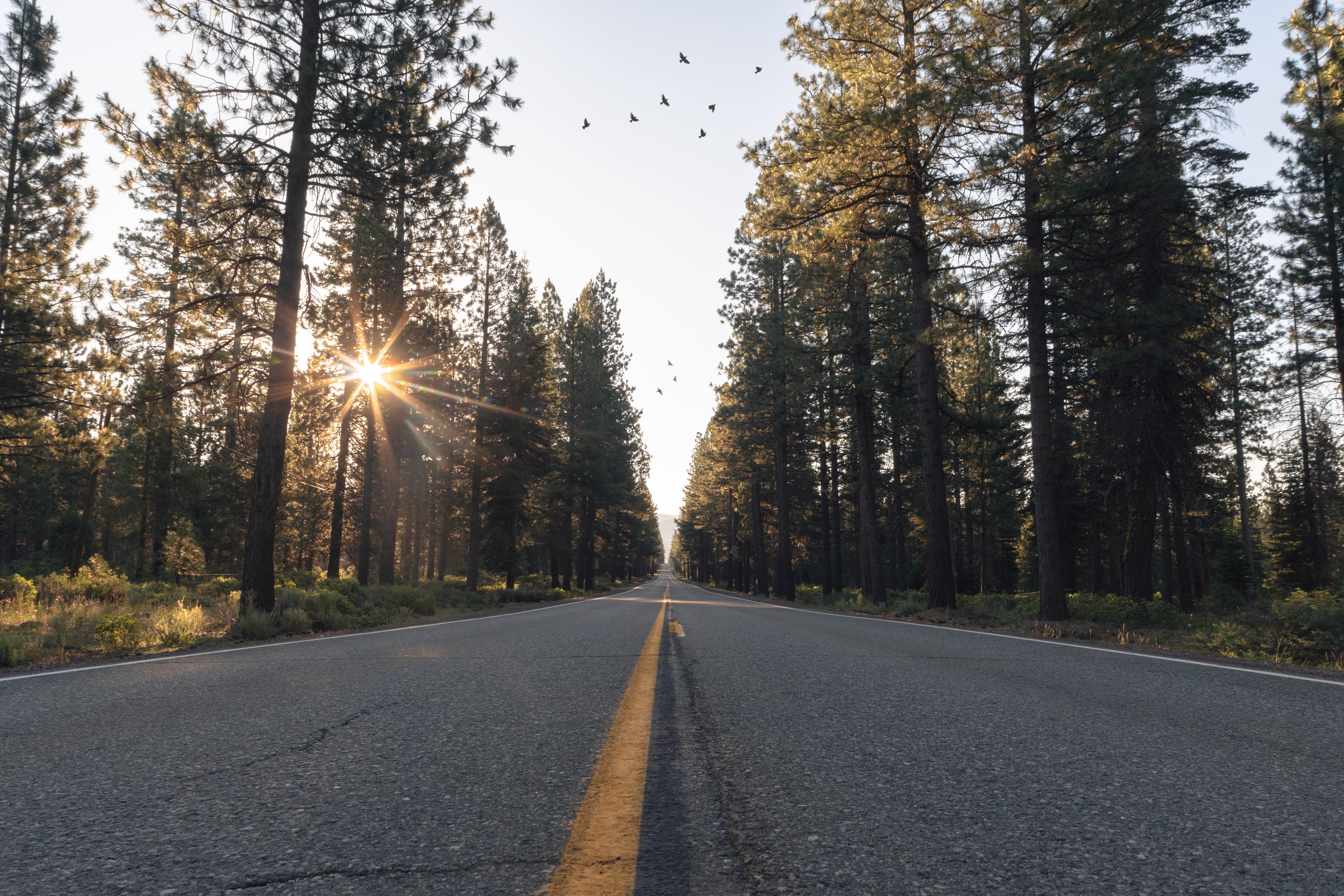 marking, trees, nature, long, tree, travel, middle, tranquility, scenics, lens flare, transportation, sky, road marking, pine, outdoors, diminishing perspective, HD Wallpaper