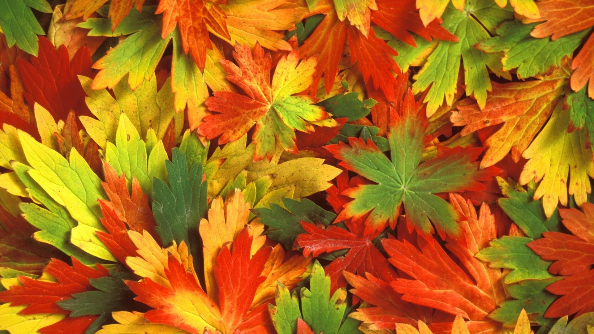 lush Foliage, natural condition, fragility, september, abstract, orange Color, textured, green, plant, green Color, red, plant part, maple leaf, full frame, HD Wallpaper