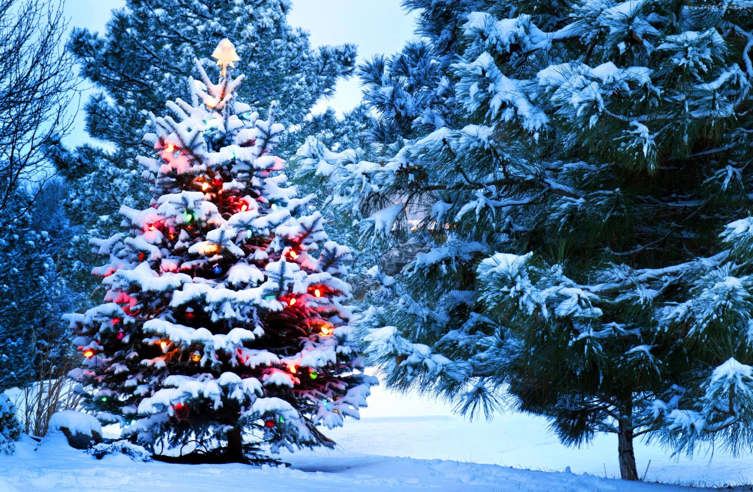 branch, cold - Temperature, land, lights, ice, no People, winter, holidays, pine, snow, frost, snowing, celebration, beauty In Nature, holiday, scenics - nature, HD Wallpaper