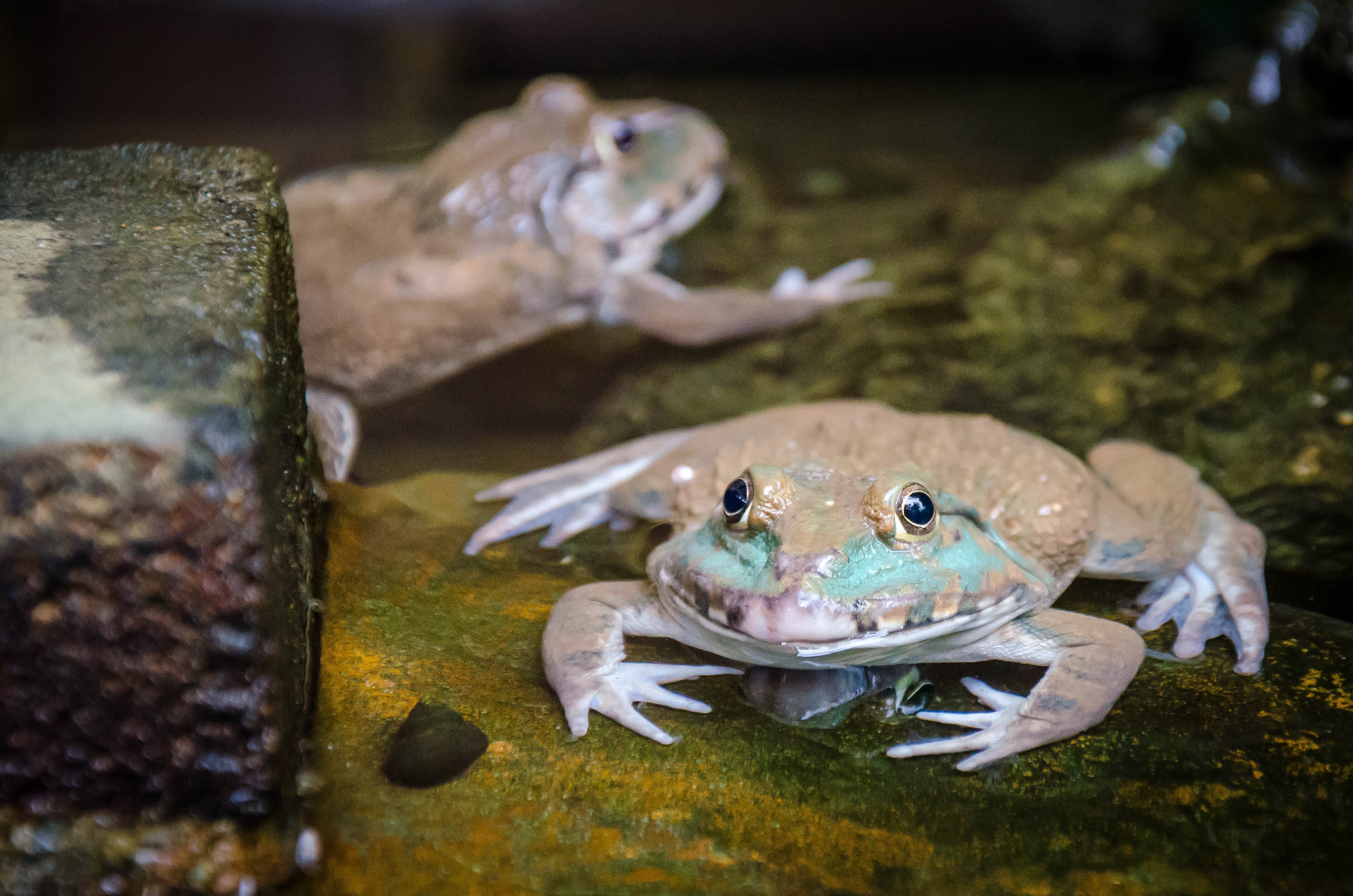 forest, macro, sitting, wild, white, 4K, tree frog, orange, exotic, green, no people, species, reptile, image, illustration, water, leaf, character, one animal, HD Wallpaper