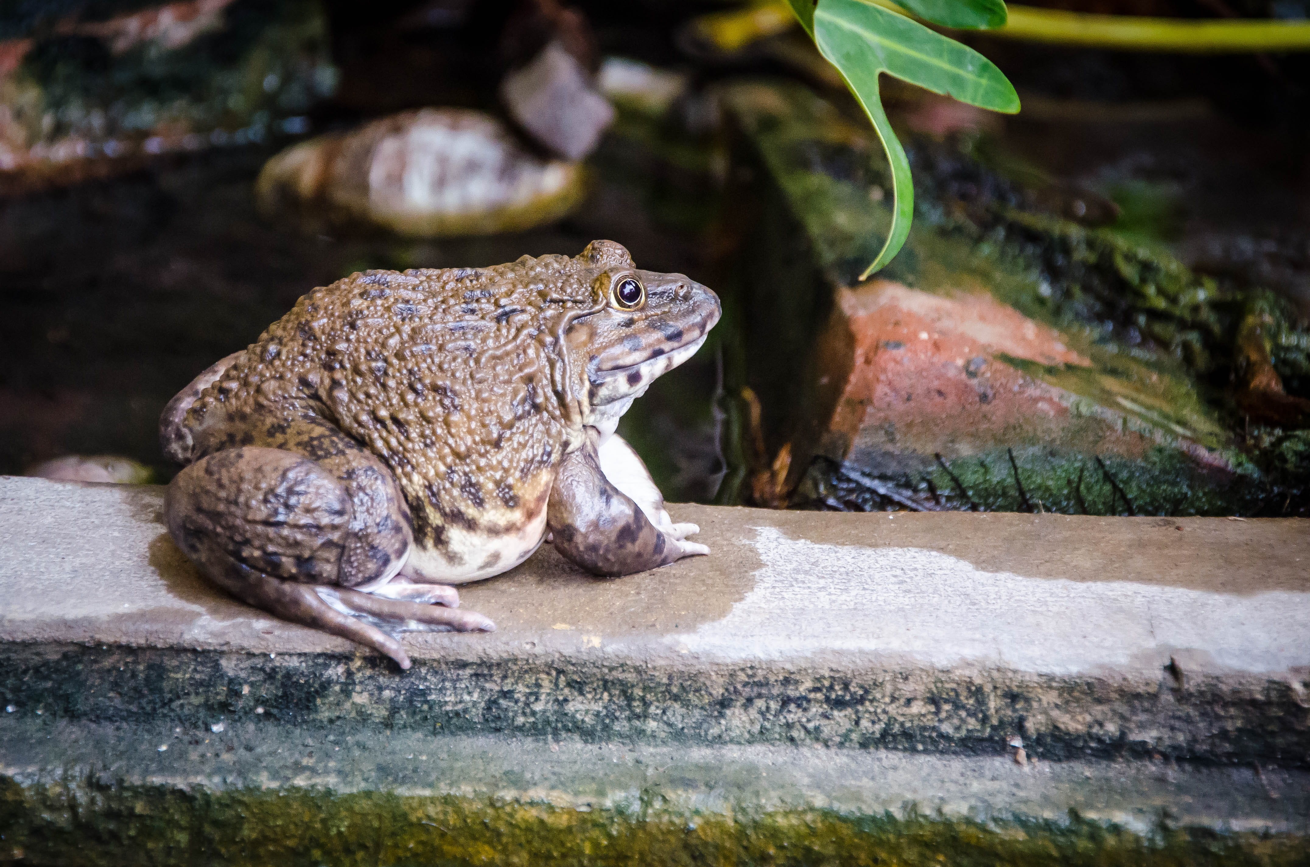 reptile, animals in the wild, macro, animal, rock - object, white, water, rainforest, graphic, red, pet, beautiful, sign, toad, iguana, character, ecology, HD Wallpaper