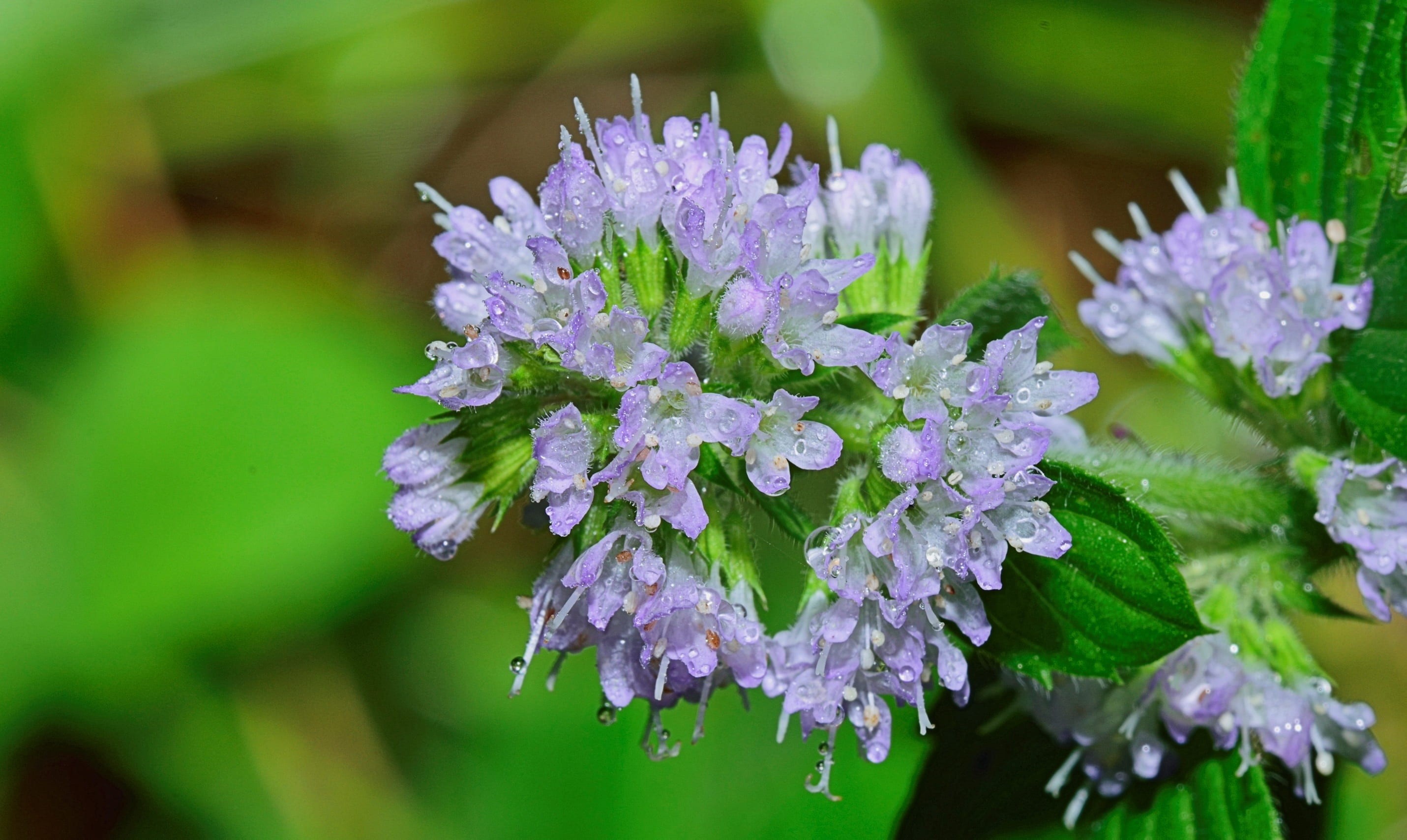 close-up, fauna, fragility, flowers lilac, vulnerability, small flower, yellow sheet, focus on foreground, flowers, paper, horizontal, dry leaf, flower head, HD Wallpaper