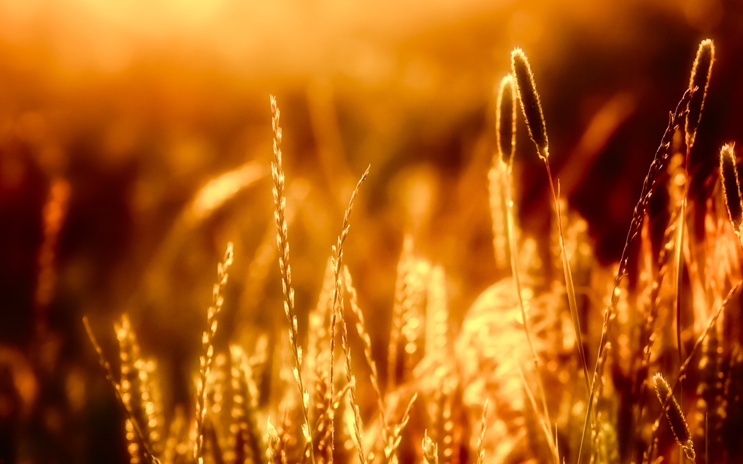 2K, Warm, close, Grass, Sun, HD Wallpaper