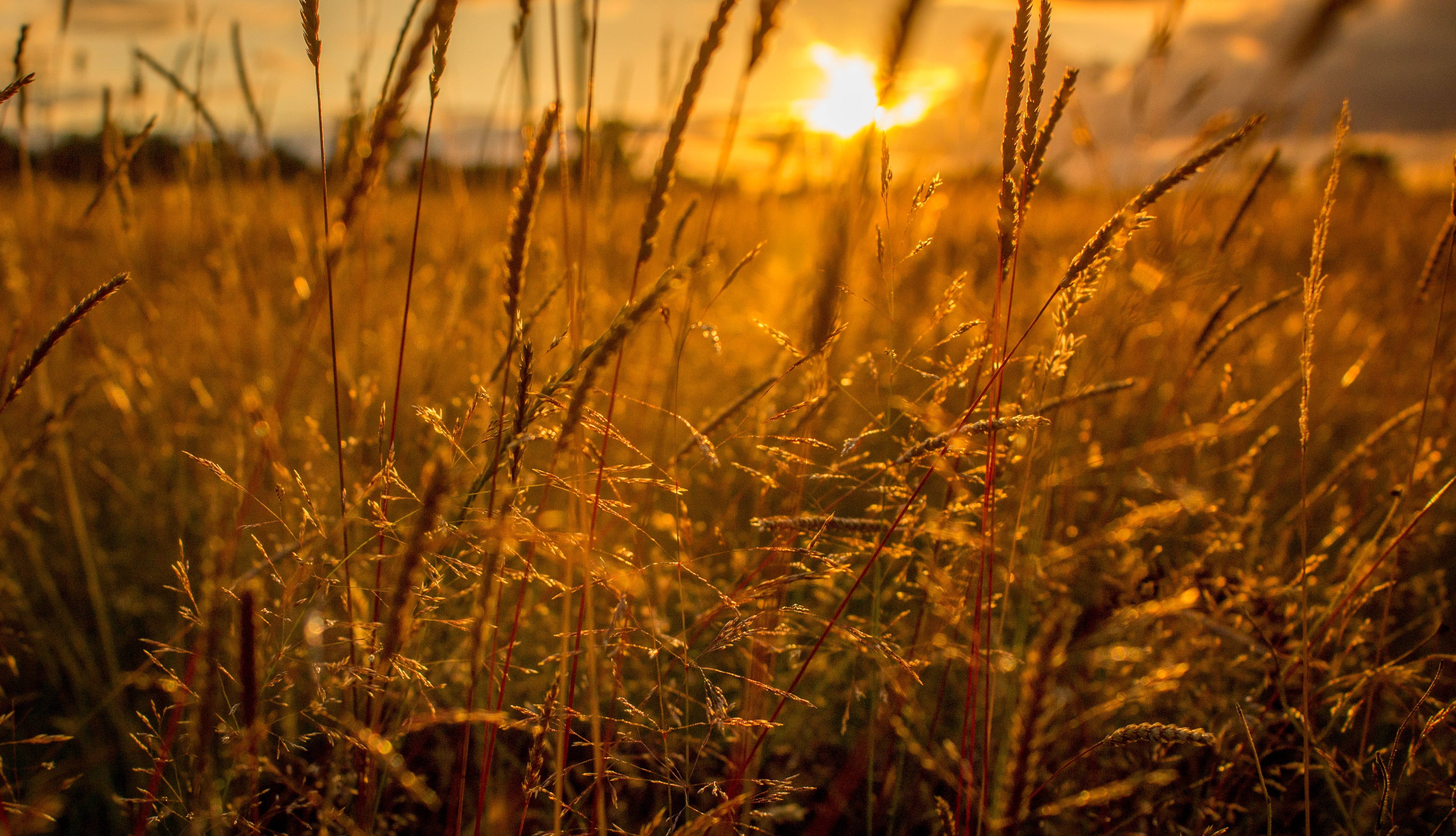 plant, day, sunlight, mellow, glow, yellow, sun light, warm, sunshine, 4K, brown, sunset, warning, summer, nature, outdoors, field, texture, meadow, grass, HD Wallpaper
