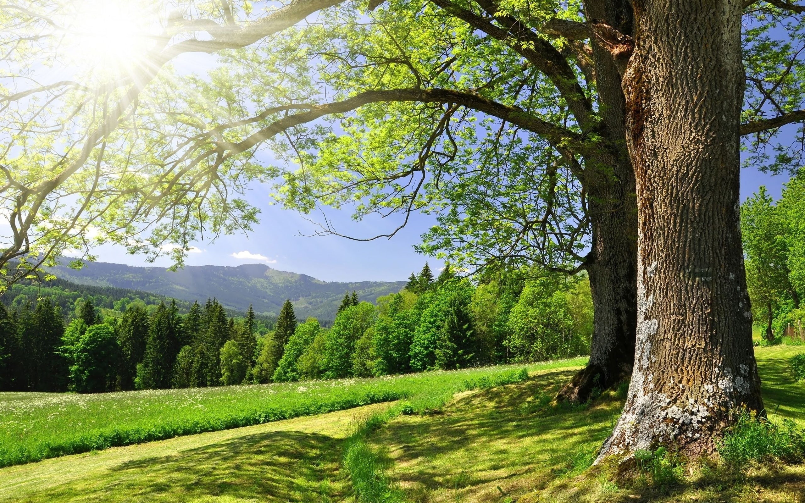 Green, 2K, Trees, Summer, Forest, Sun, Grass, Glare, HD Wallpaper