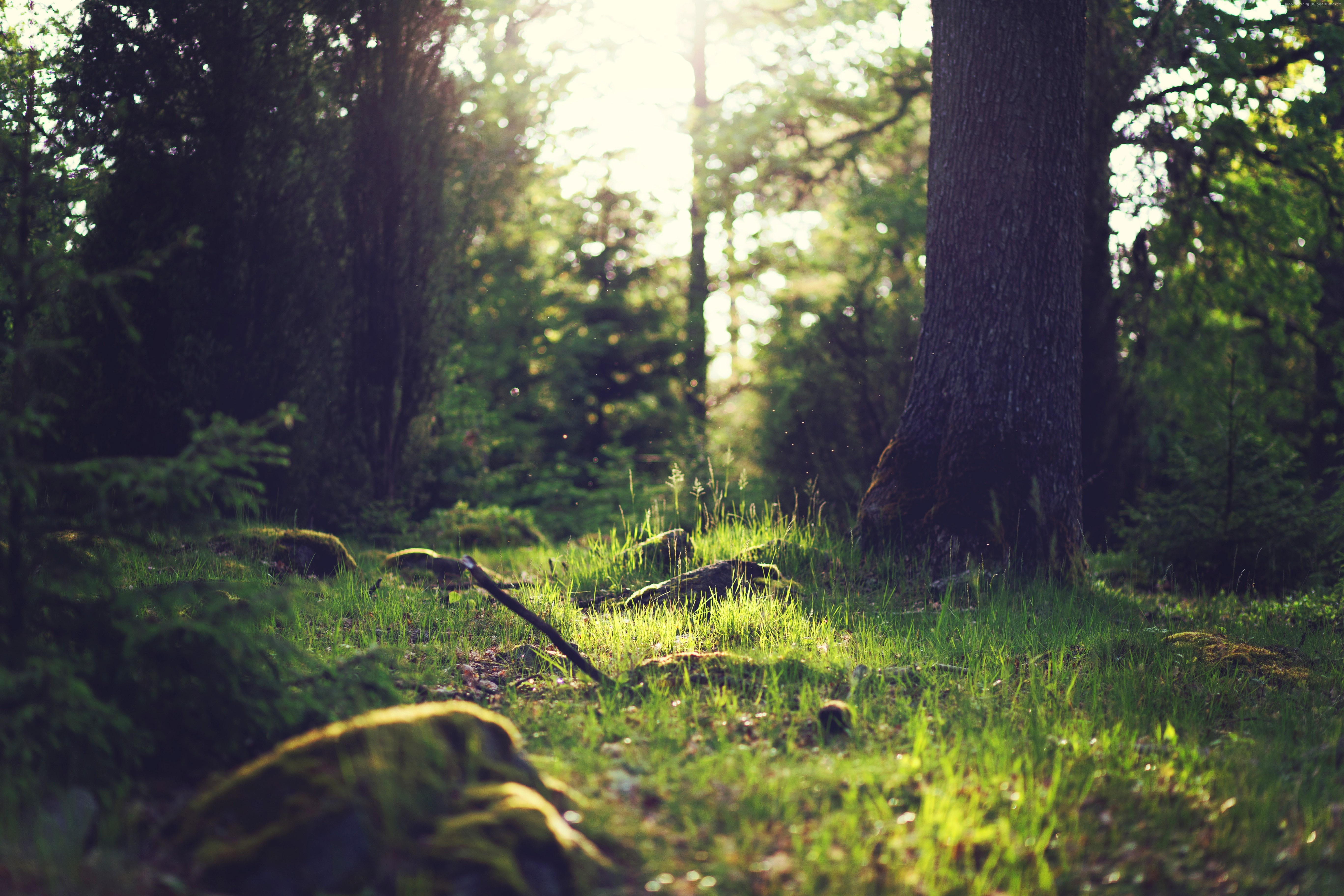 4k, 5k, Yosemite, forest, 8k, OSX, 5K, HD Wallpaper