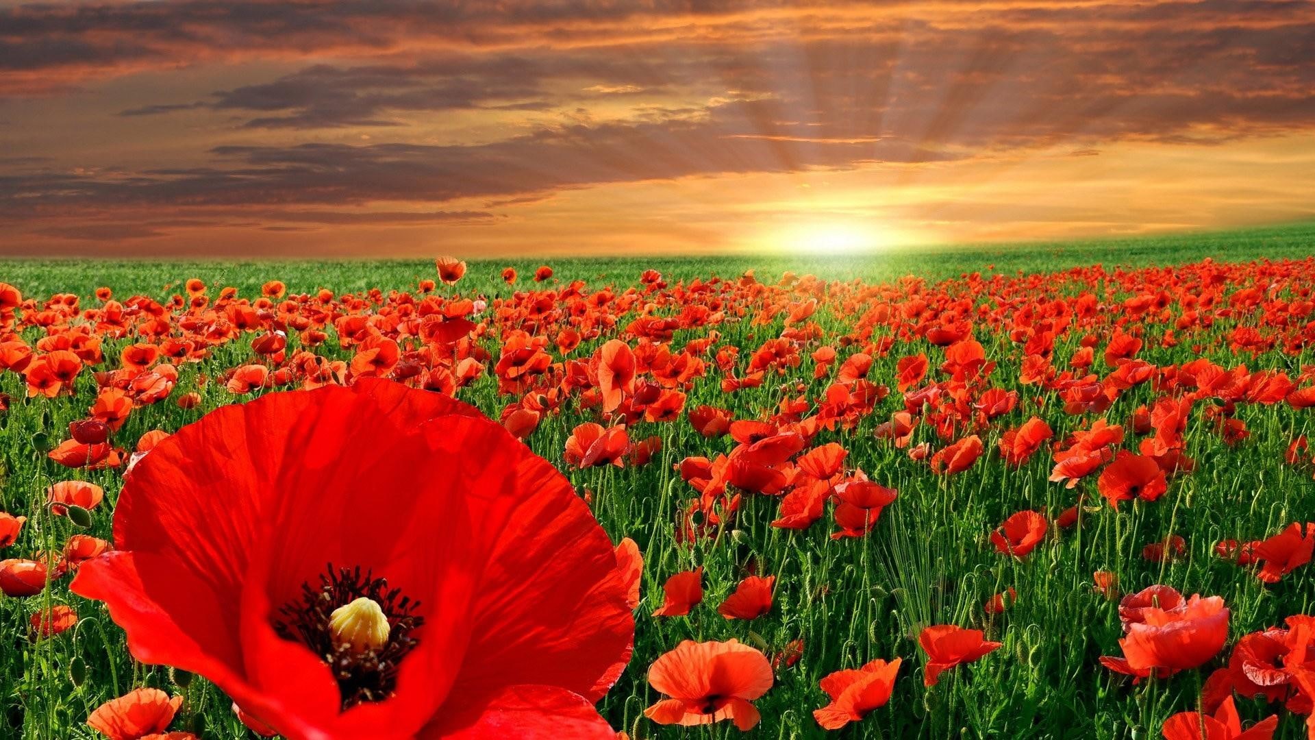 meadow, poppy field, flowery, poppy, 1080P, flower, sunray, flower field, summer, sunset, field, plant, poppies, red field, HD Wallpaper