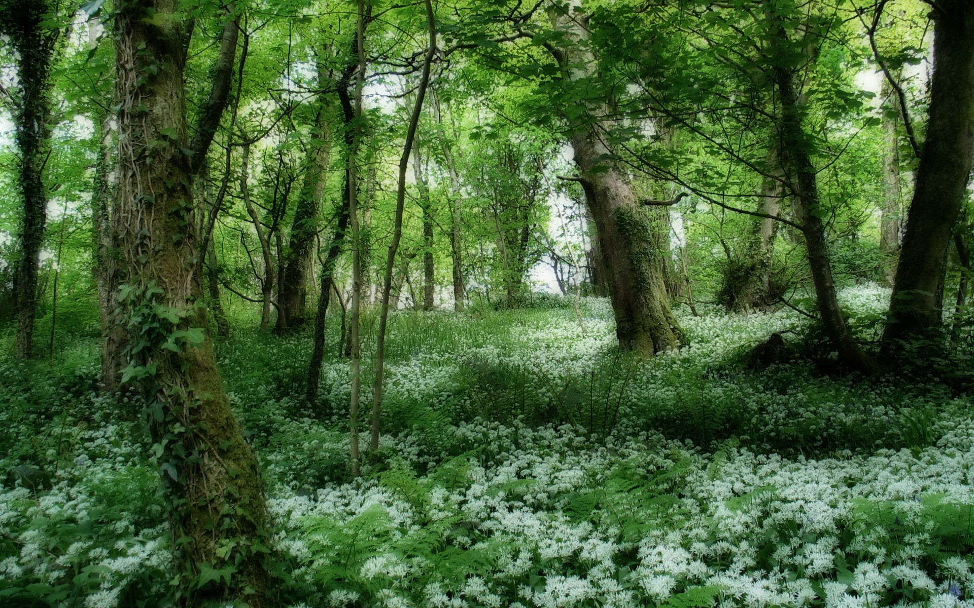 uncultivated, 1080P, tranquility, field, growth, morning, deciduous Tree, footpath, wilderness Area, environment, summer, backgrounds, moss, light - Natural Phenomenon, HD Wallpaper