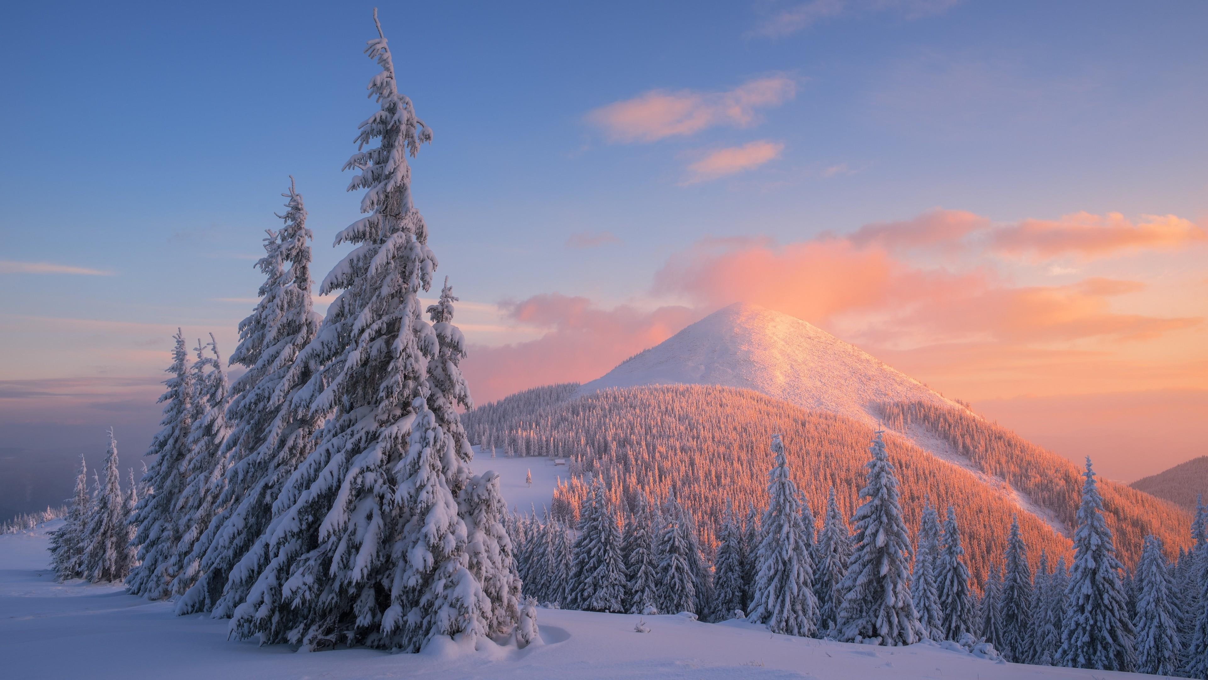 mountains, landscape, snowy, pine, carpathians, sunset, scenery, carpathian mountains, pines, winter, pine forest, 4K, snow, HD Wallpaper
