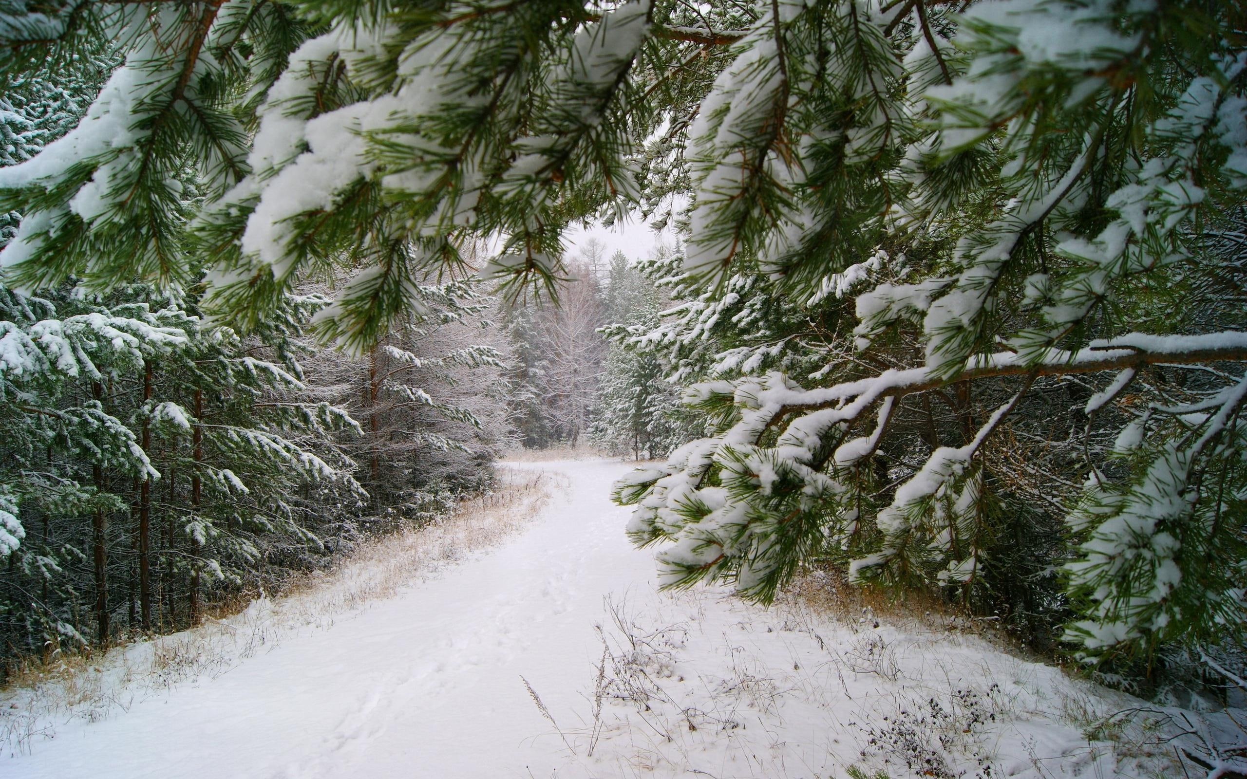 2K, trees, tree, snowy, nature, 2560x1600, winter, forest, snow, road, covered, pine, path, HD Wallpaper