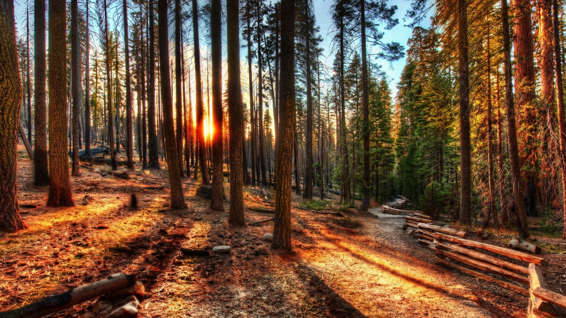 tranquil scene, outdoors, path, woodland, trees, beauty in nature, no people, trunk, streaming, 1080P, scenics - nature, nature, sunset, wood - material, HD Wallpaper