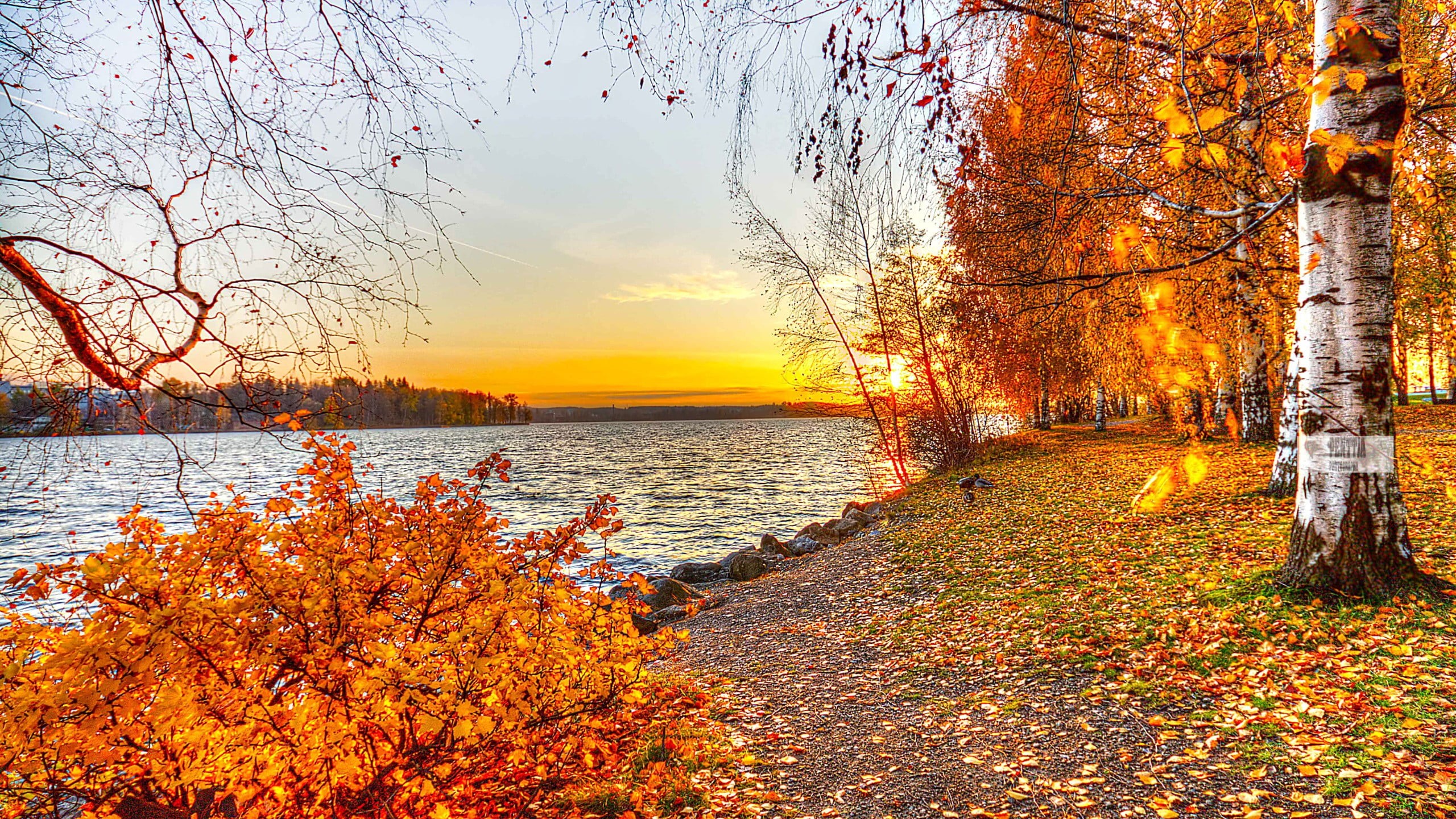 2K, no people, sky, orange, plant, tree, tranquil scene, plant part, leaf, tranquility, outdoors, land, clouds, scenics - nature, change, autumn collection, HD Wallpaper