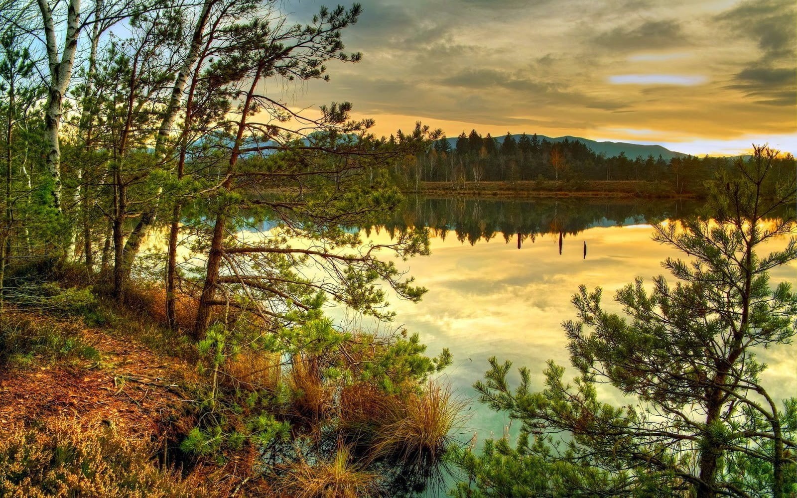 tree, growth, daytime, non-urban scene, forest, tranquil scene, 720P, tranquility, sky, near, outdoors, idyllic, lake, no people, reflection, trees, water, HD Wallpaper