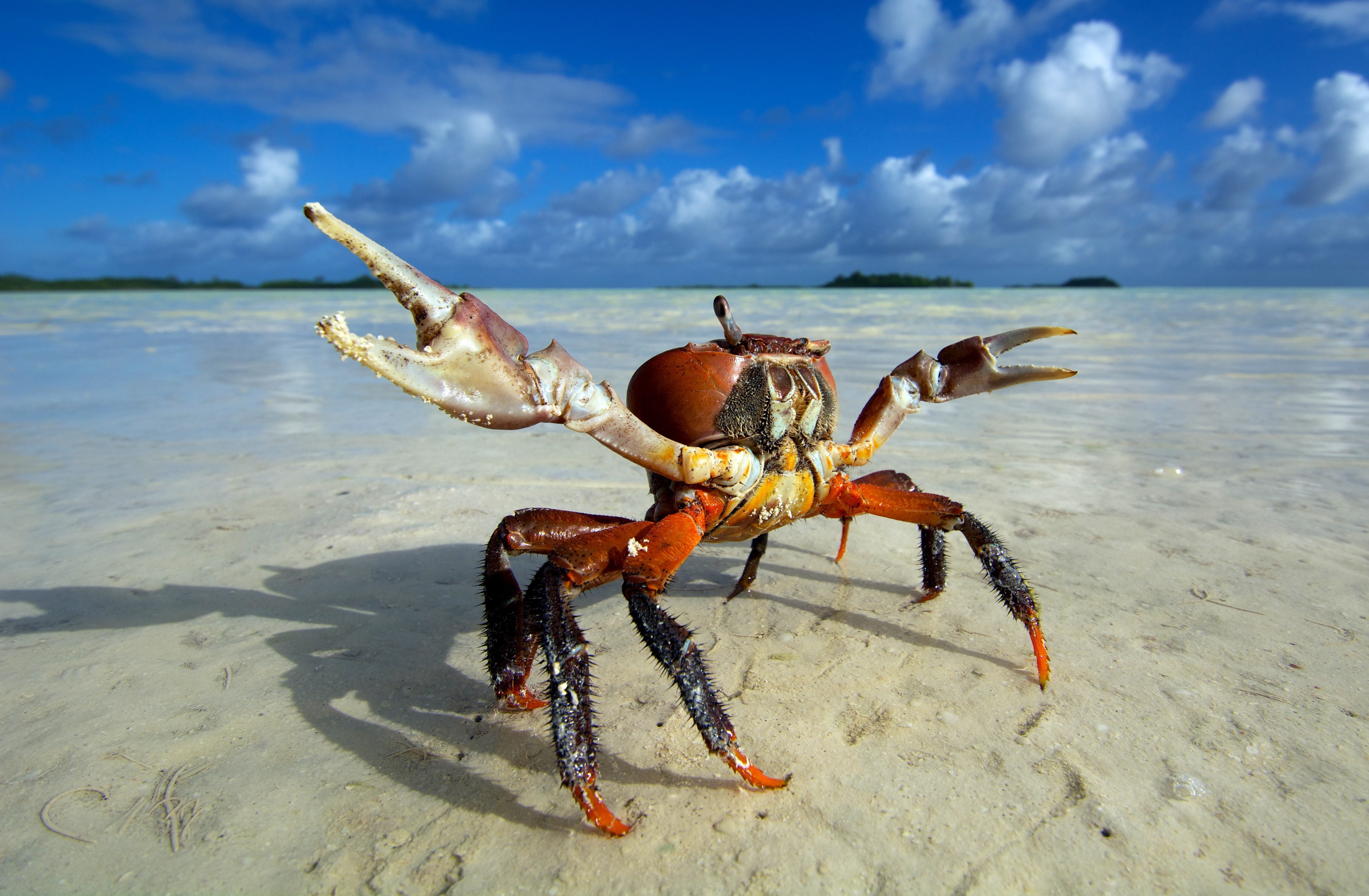 nature, water, beach, clouds, sand, crayfish, wave, crab, suna, sky, tweezers, exo skeleton, animal, kumo, ghost crab, sea, sugoi, island, 5K, HD Wallpaper