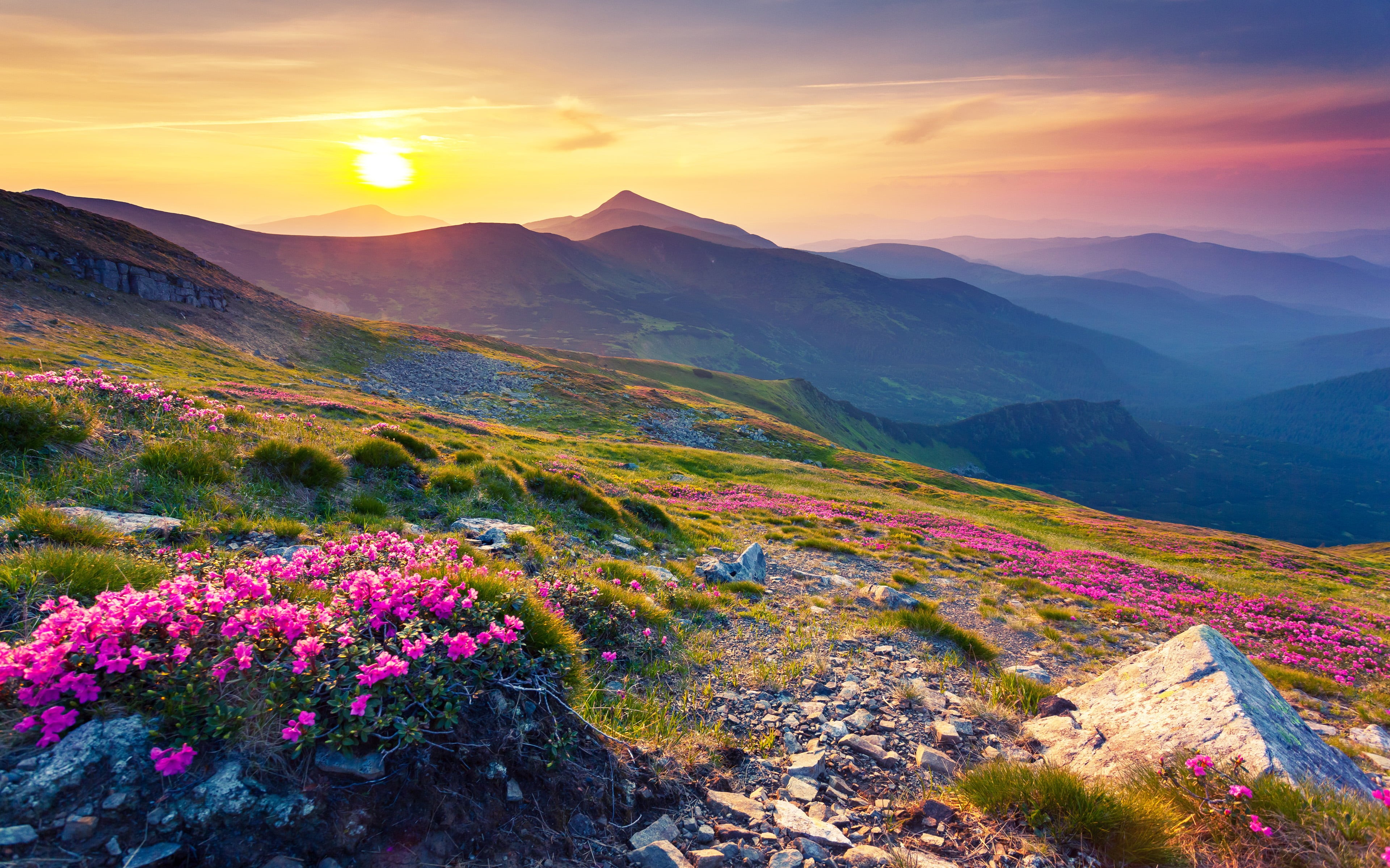 outdoors, sky, no people, rhododendron, 4K, berg, europa, nature, sun, plant, flowering plant, tranquil scene, blumen, range, pink, non-urban scene, magic, HD Wallpaper
