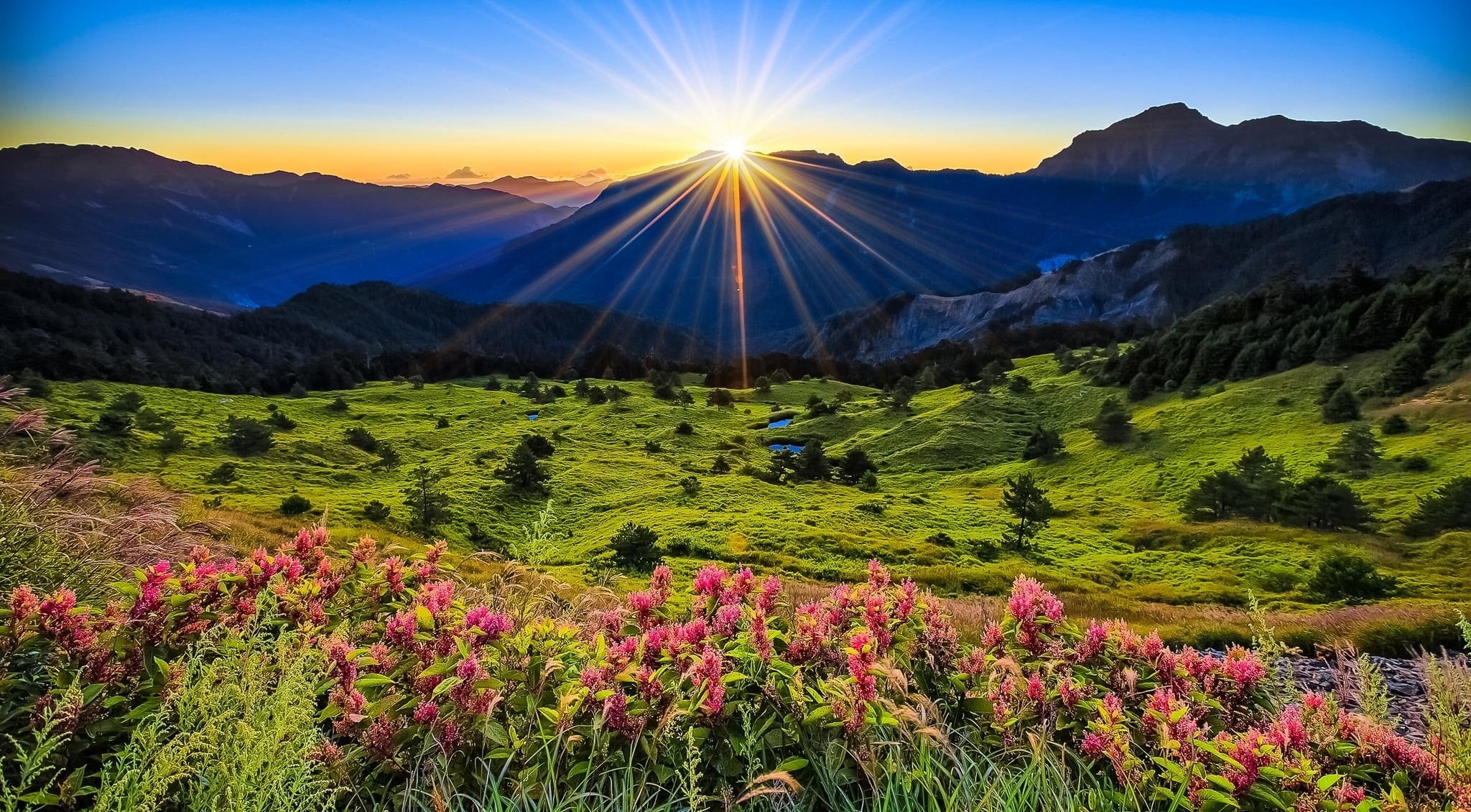 flower, morning, flowering plant, rural Scene, no people, sunlight, tranquil Scene, landscape, sunbeam, outdoors, carpathian Mountain Range, environment, HD Wallpaper