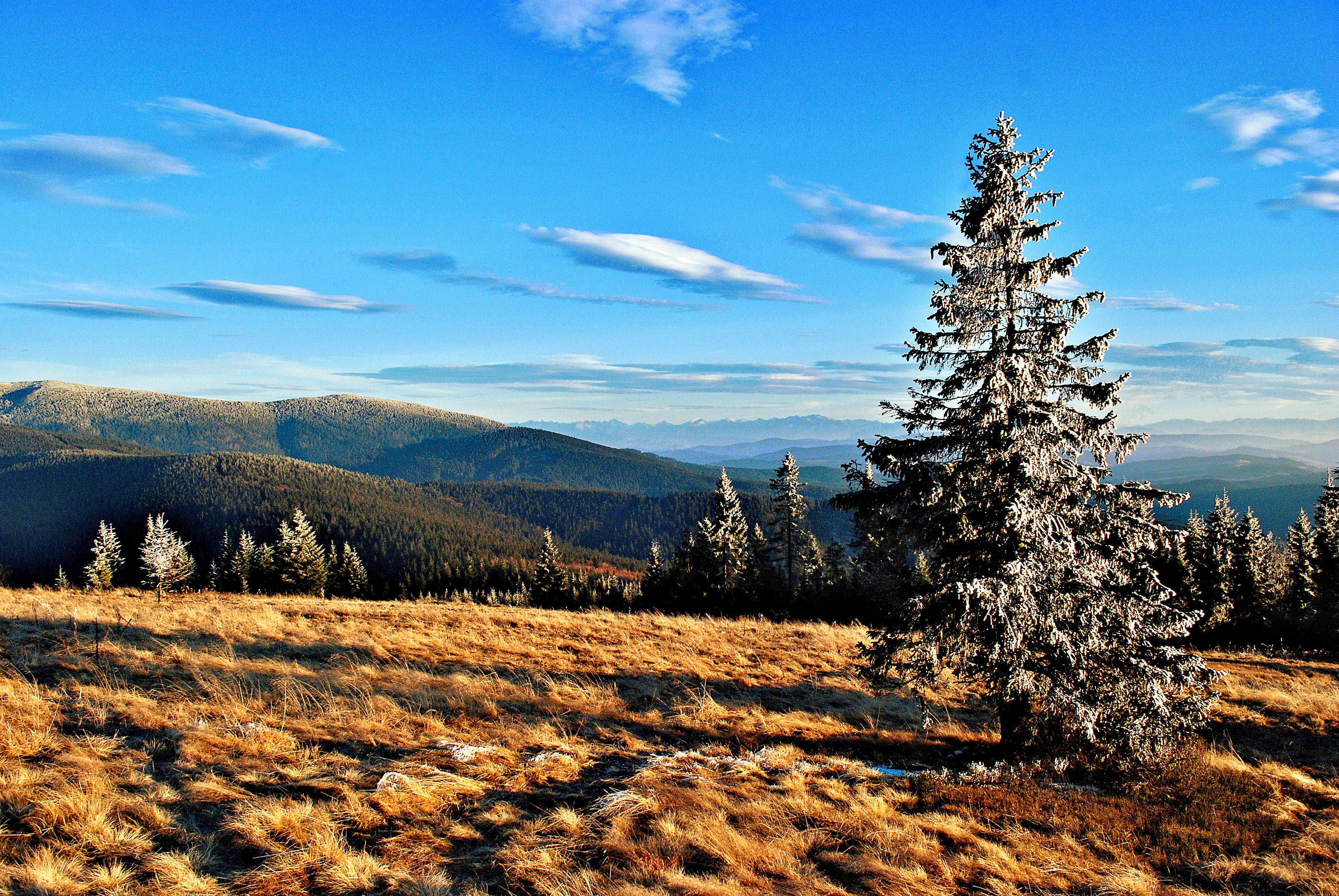 sunlight, nature, cold - Temperature, no People, 4K, forest, sun, season, cloud - Sky, morning, non-Urban Scene, autumn, sunset, carpathian Mountain Range, HD Wallpaper
