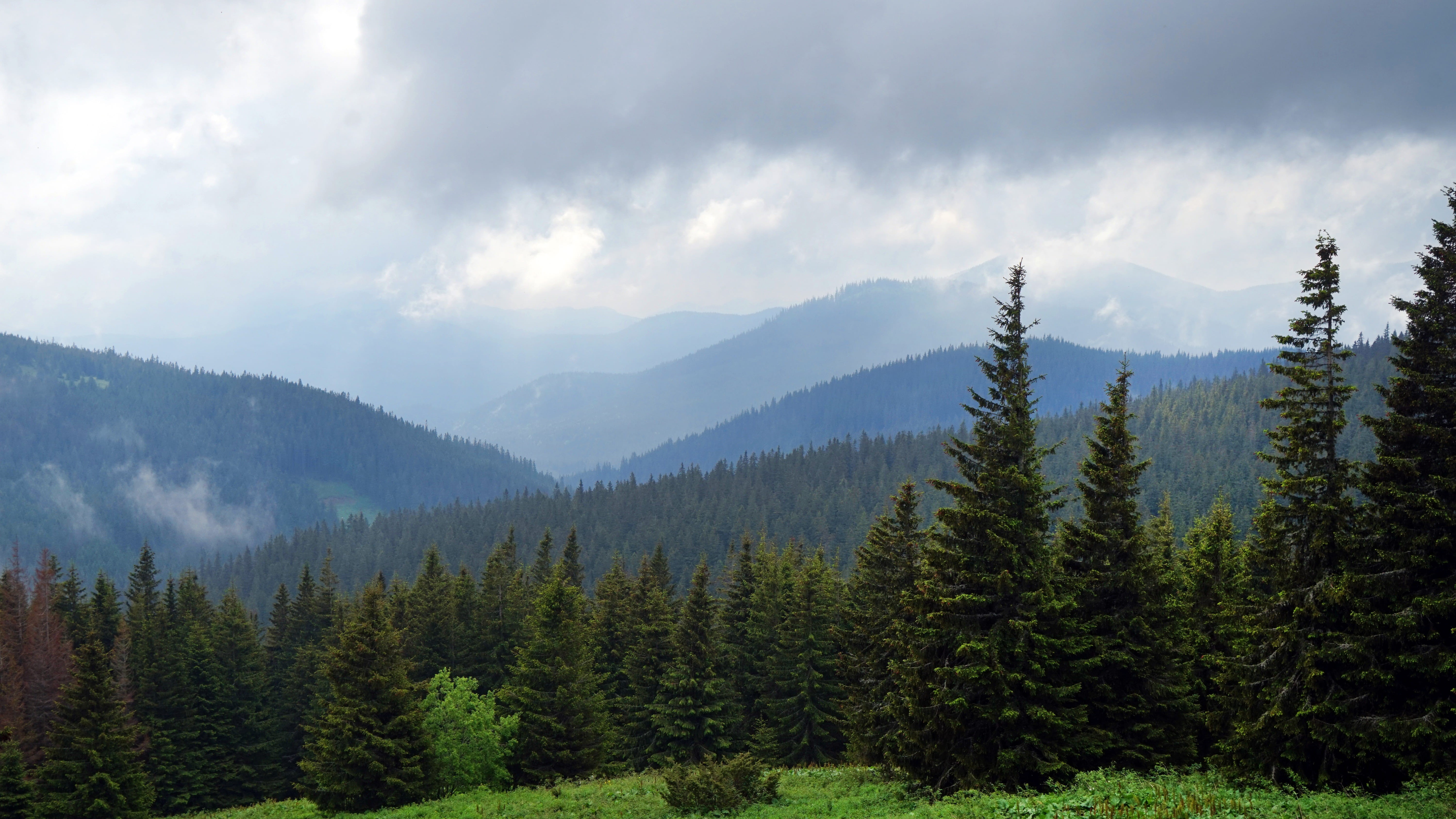 clouds, the carpathians, cloud - sky, ukraine, tranquility, 5K, scenics - nature, coniferous tree, slopes, summer, mountain range, environment, trees, HD Wallpaper