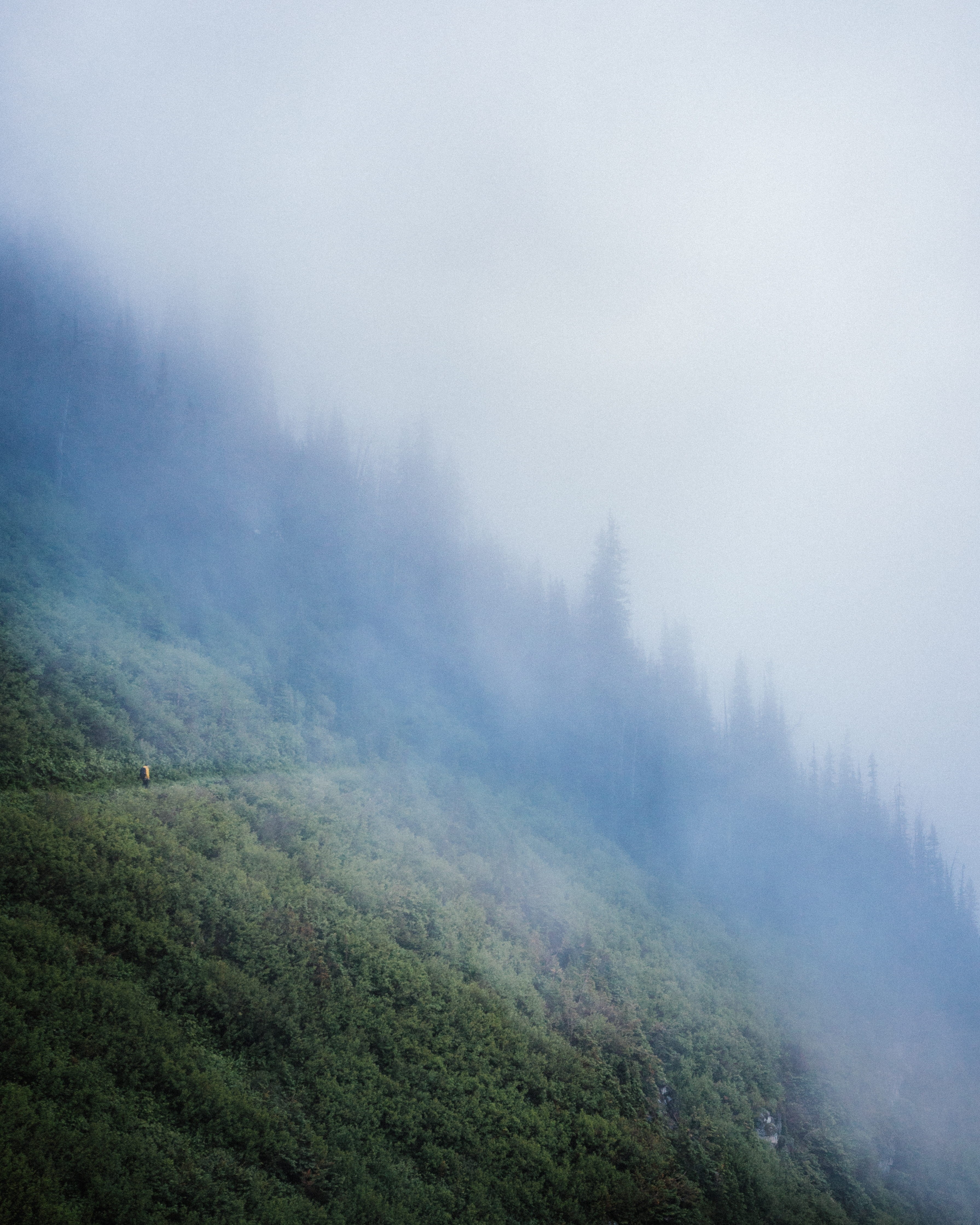 summer, moody, mood, hill, environment, glacier national park, dawn, green Color, outdoors, cloud - Sky, morning, landscape, mist, day, yellow jacket, 4K, Phone HD Wallpaper