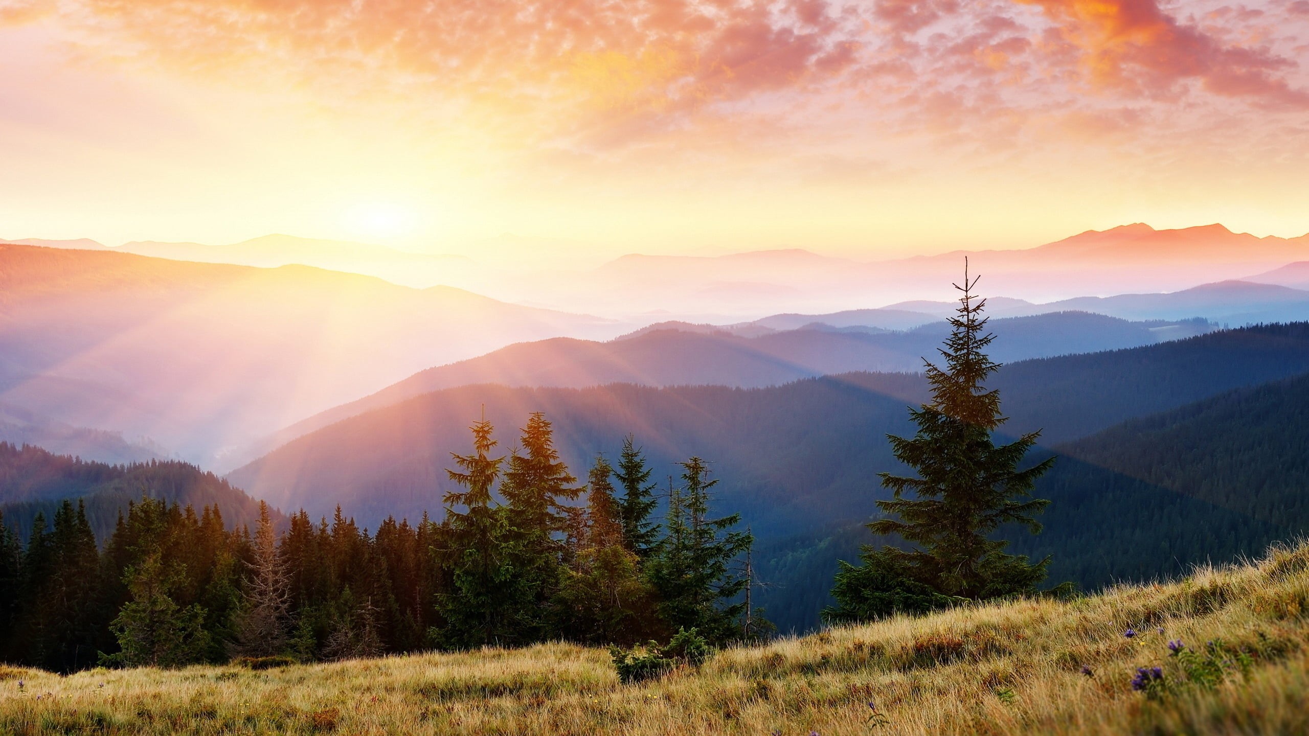 sunlight, no People, rural Scene, season, environment, coniferous tree, fog, blue, cloud - Sky, nature, light, sunset, mist, sky, inspiration, land, carpathian Mountain Range, HD Wallpaper