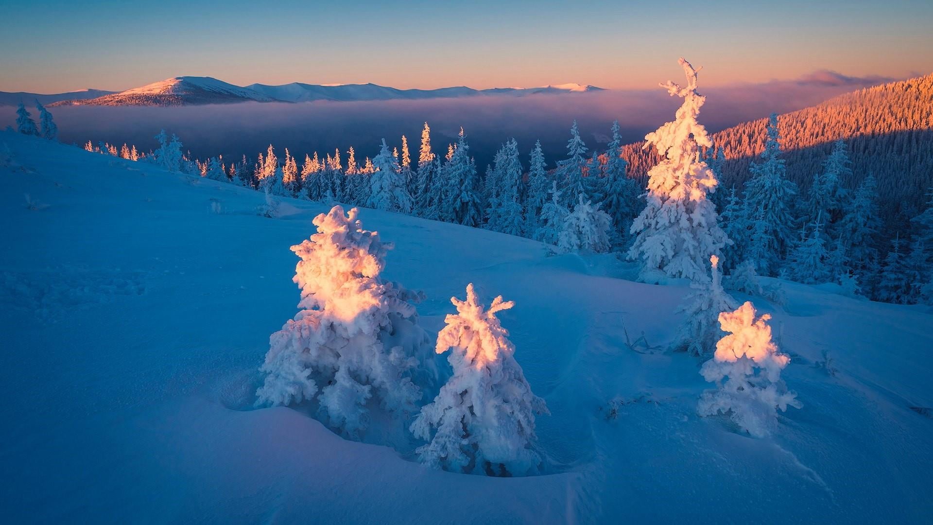 no people, snow, pine tree, outdoors, sunset, tree, carpathian mountains, environment, beauty in nature, freezing, coniferous tree, 1080P, sunlight, sky, HD Wallpaper