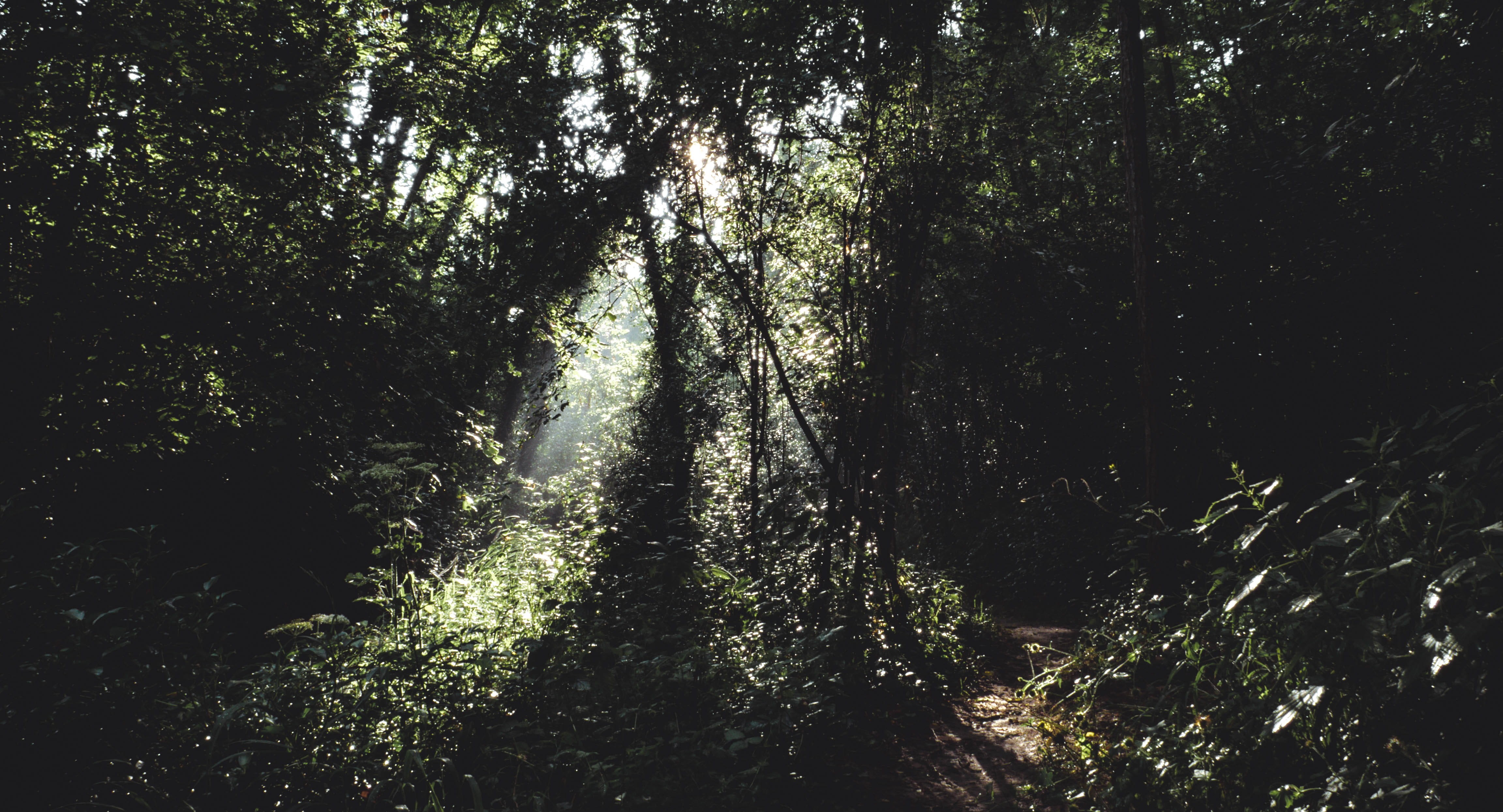 colors, nature, green color, land, non-urban scene, outdoors, tree canopy, trees, lost, wilderness, tranquil scene, spring, light, amazonia, tranquility, HD Wallpaper