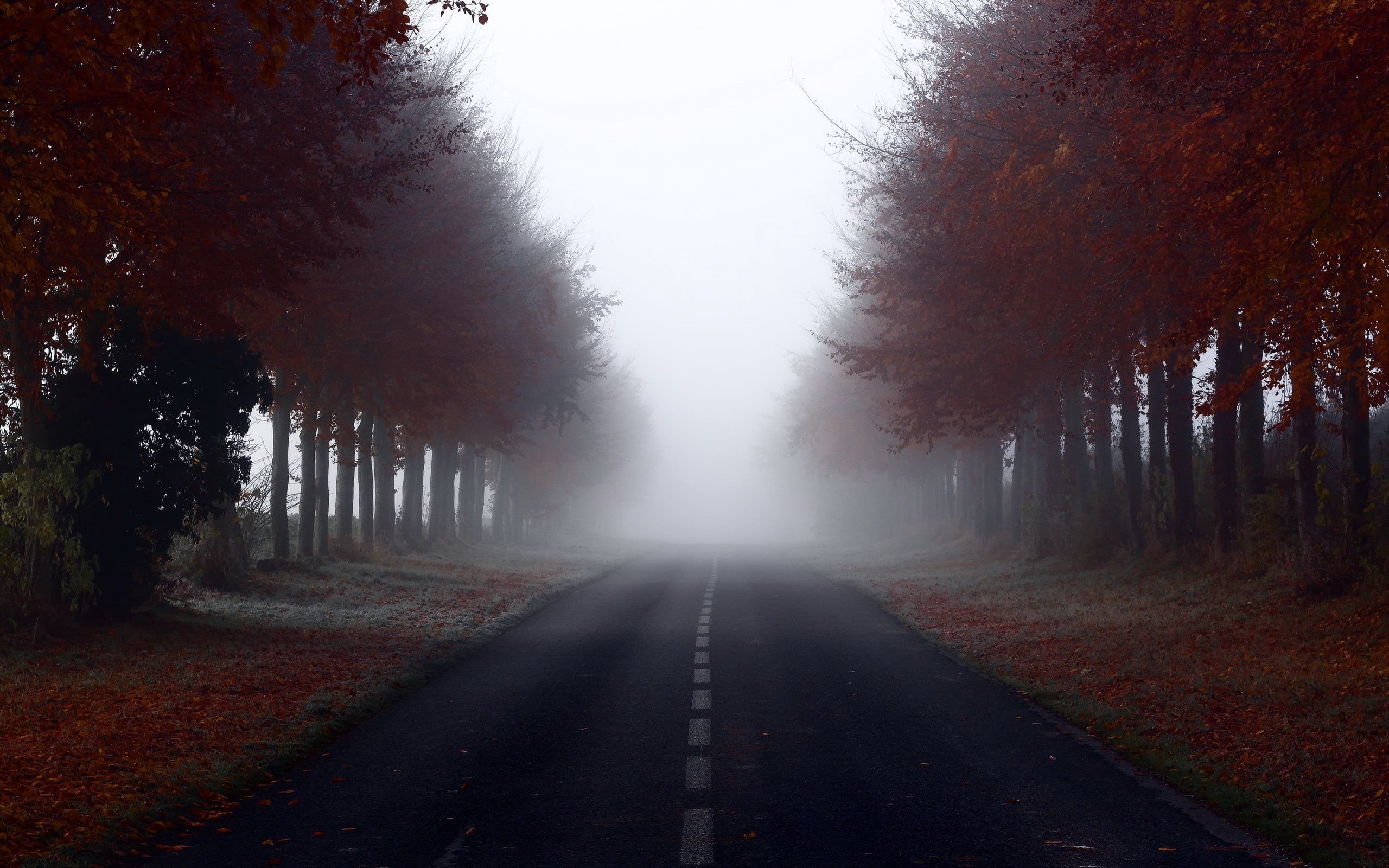 mist, rural Scene, color Image, vanishing Point, beauty In Nature, country Road, green Color, footpath, tranquility, weather, treee, day, lane, the way forward, HD Wallpaper