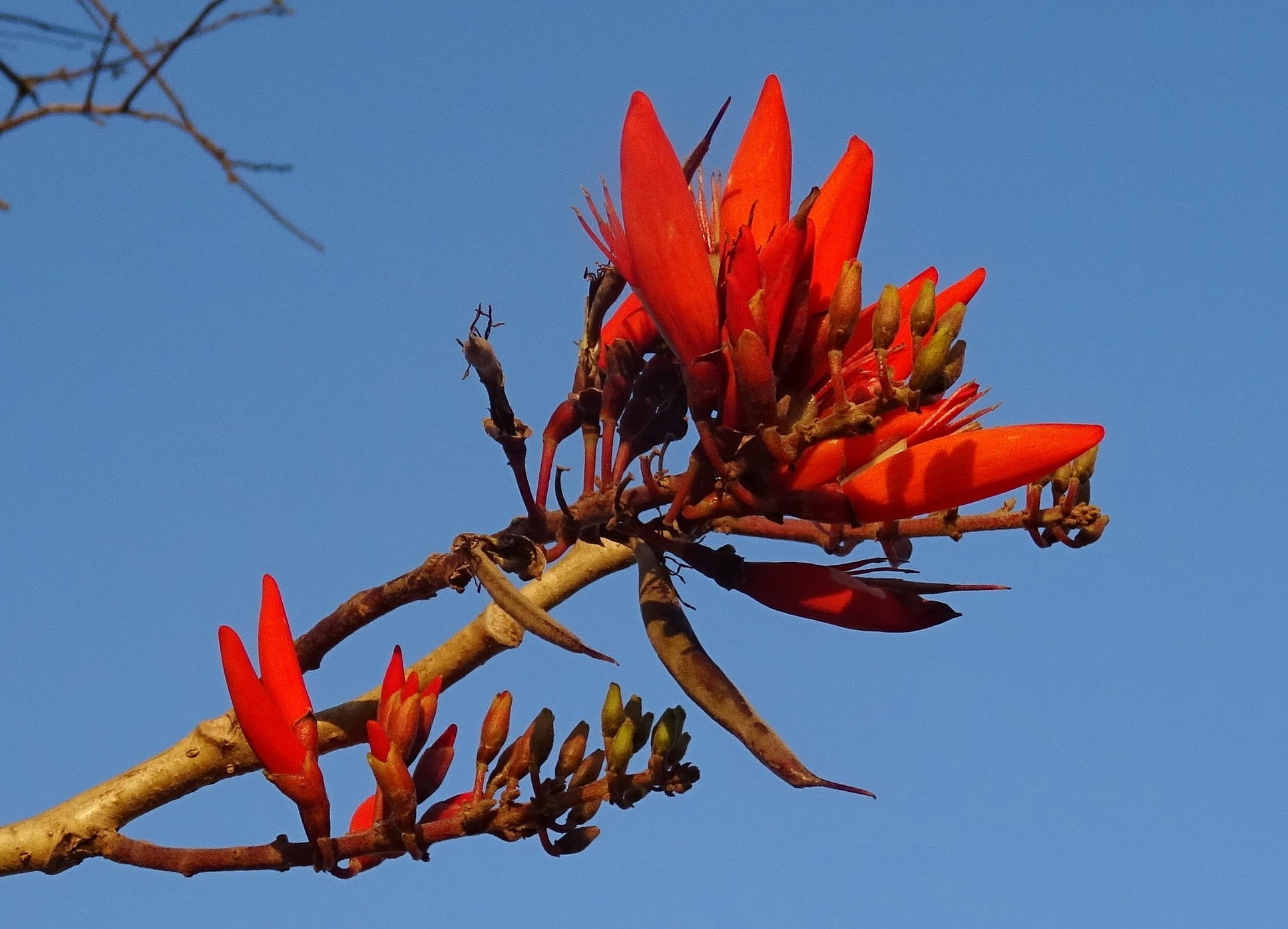 Flower, tree, lenten tree, 1080P, blue, karnataka, low angle view, clear sky, orange color, fabaceae, close-up, growth, outdoors, sky, vulnerability, erythrina indica, HD Wallpaper