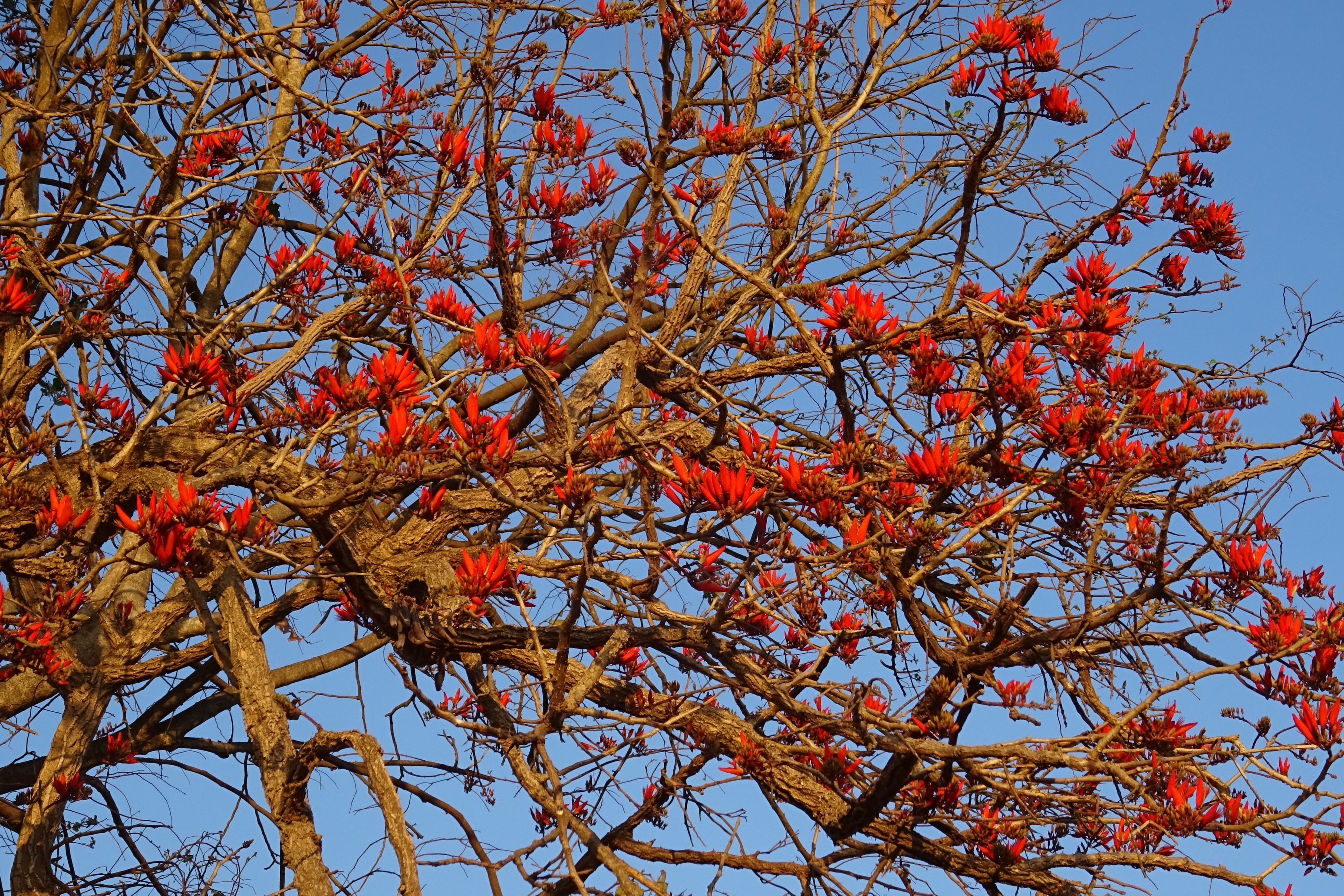 beauty in nature, erythrina indica, erythrina orientalis, day, indian coral treee, flowering plant, freshness, clear sky, erythrina variegata, low angle view, HD Wallpaper