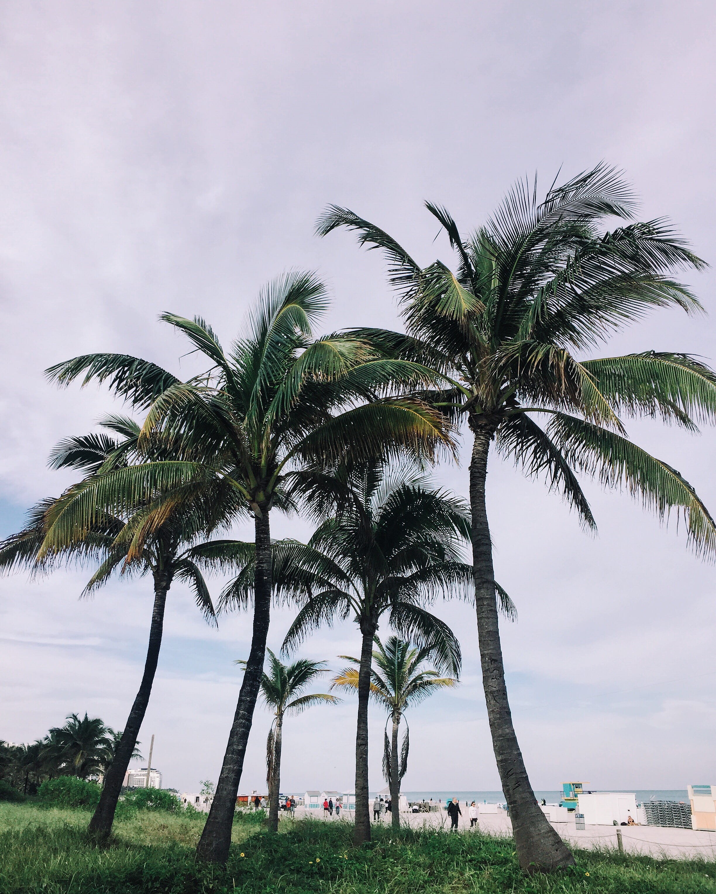 tropical climate, daytime, tall - high, coconut, nature, plant, no people, florida, growth, scenics - nature, grass, green, vertical, palm treee, treelined, Phone HD Wallpaper