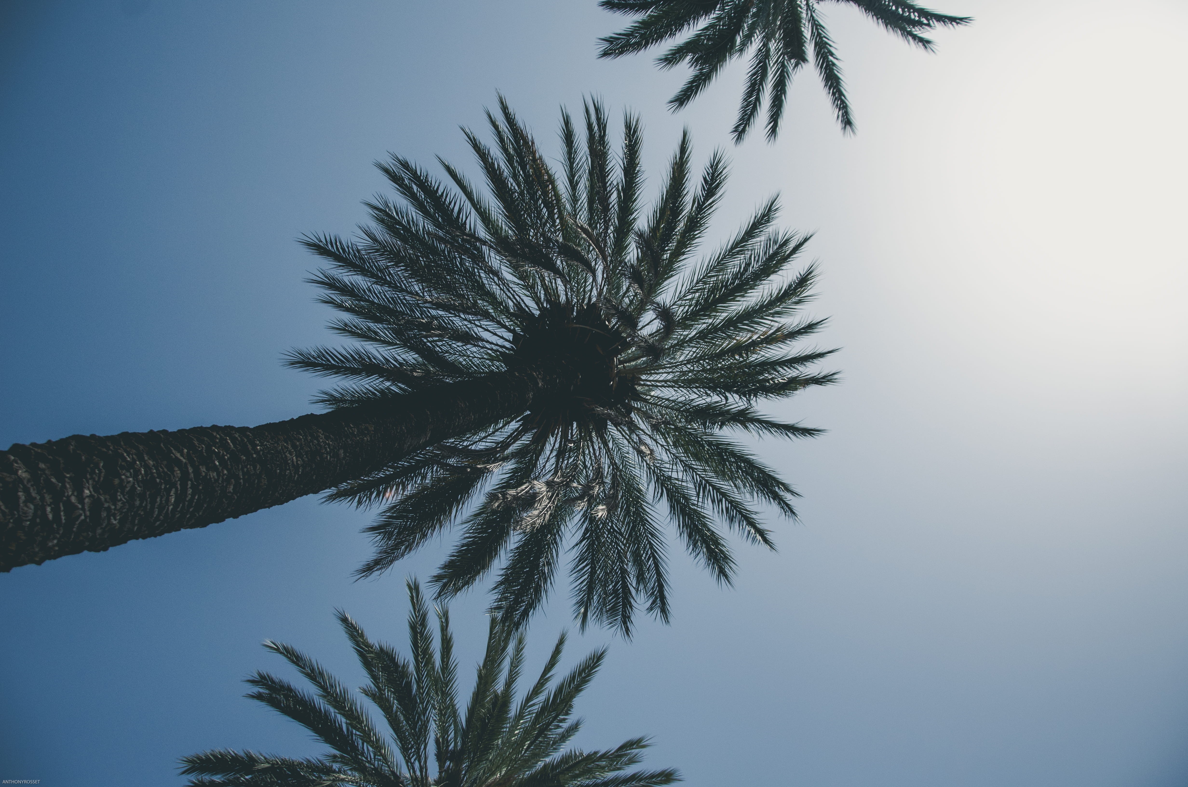 silhouette, palm leaf, branch, low angle view, sky, hotel, trunk, coniferous tree, no people, tranquility, sicily, tree trunk, coconut palm tree, growth, HD Wallpaper