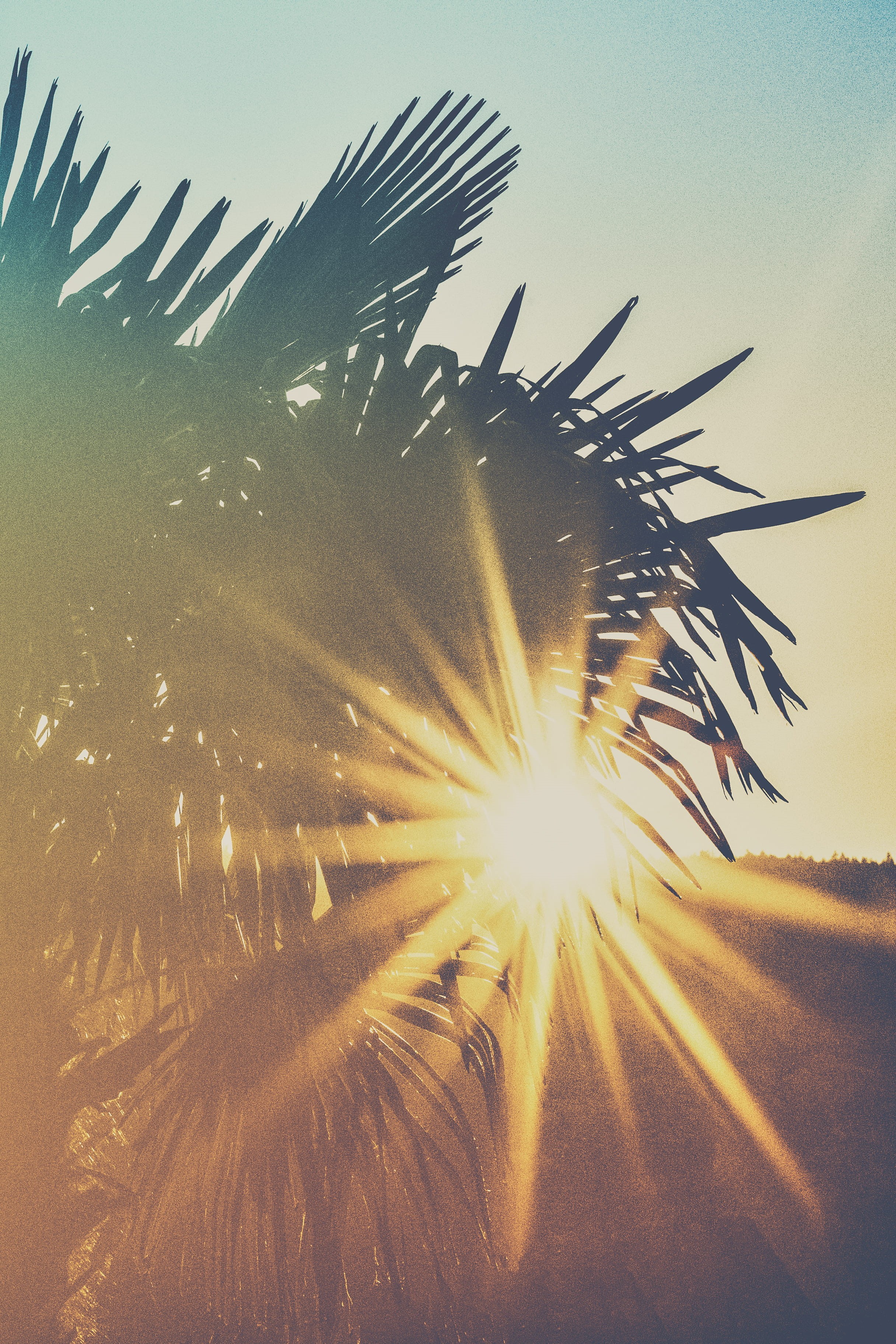 sky, clear sky, growth, daylight, scenics - nature, leaf, palm tree, dusk, trees, tree, photo, sunlight, beauty in nature, no people, low angle view, hour, Phone HD Wallpaper