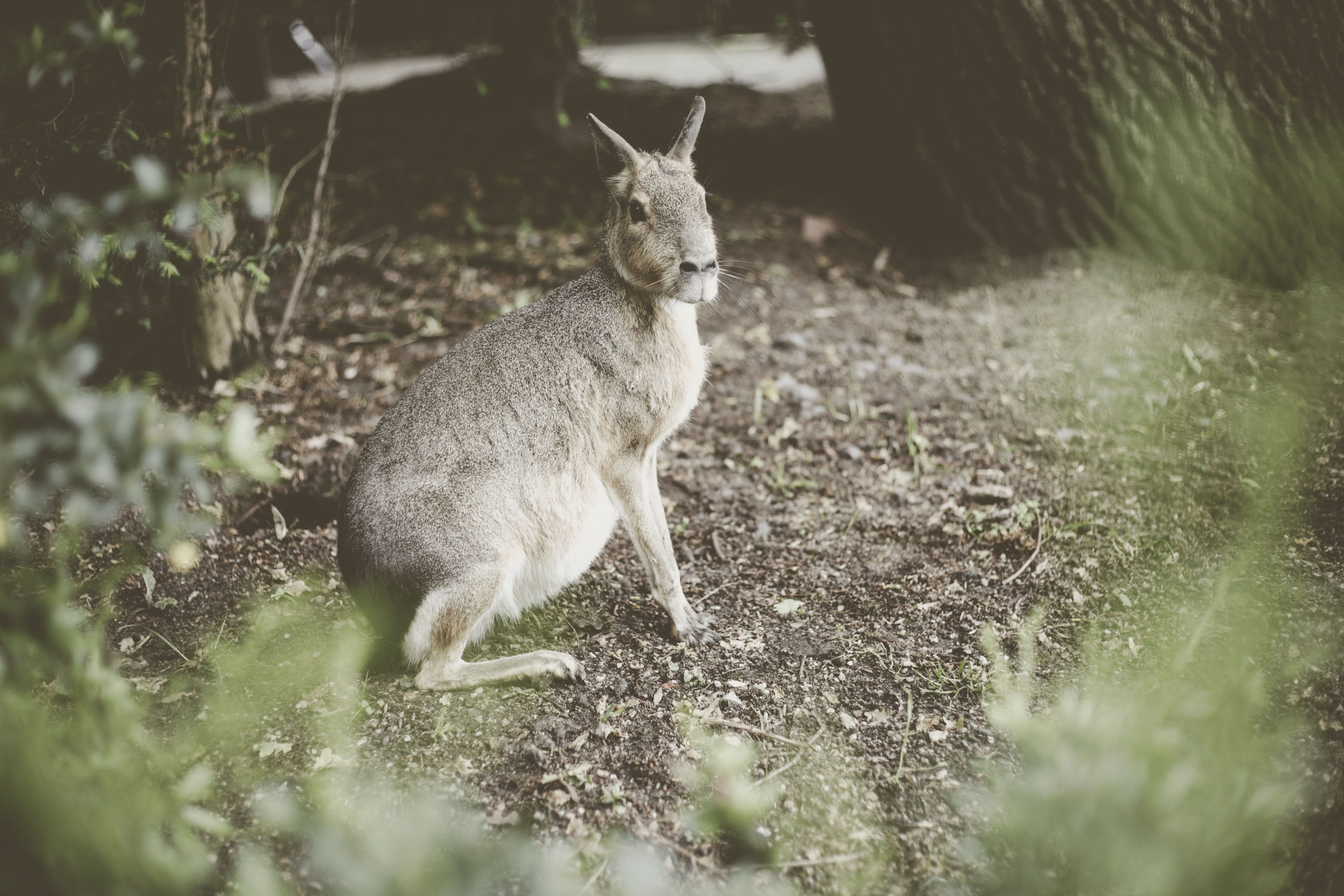 calf, near, fawn, one animal, animal, grey, outdoors, pet, 2K, kangaroo, young animal, animal themes, legged, plant, grass, vertebrate, wildlife, wallaby, HD Wallpaper