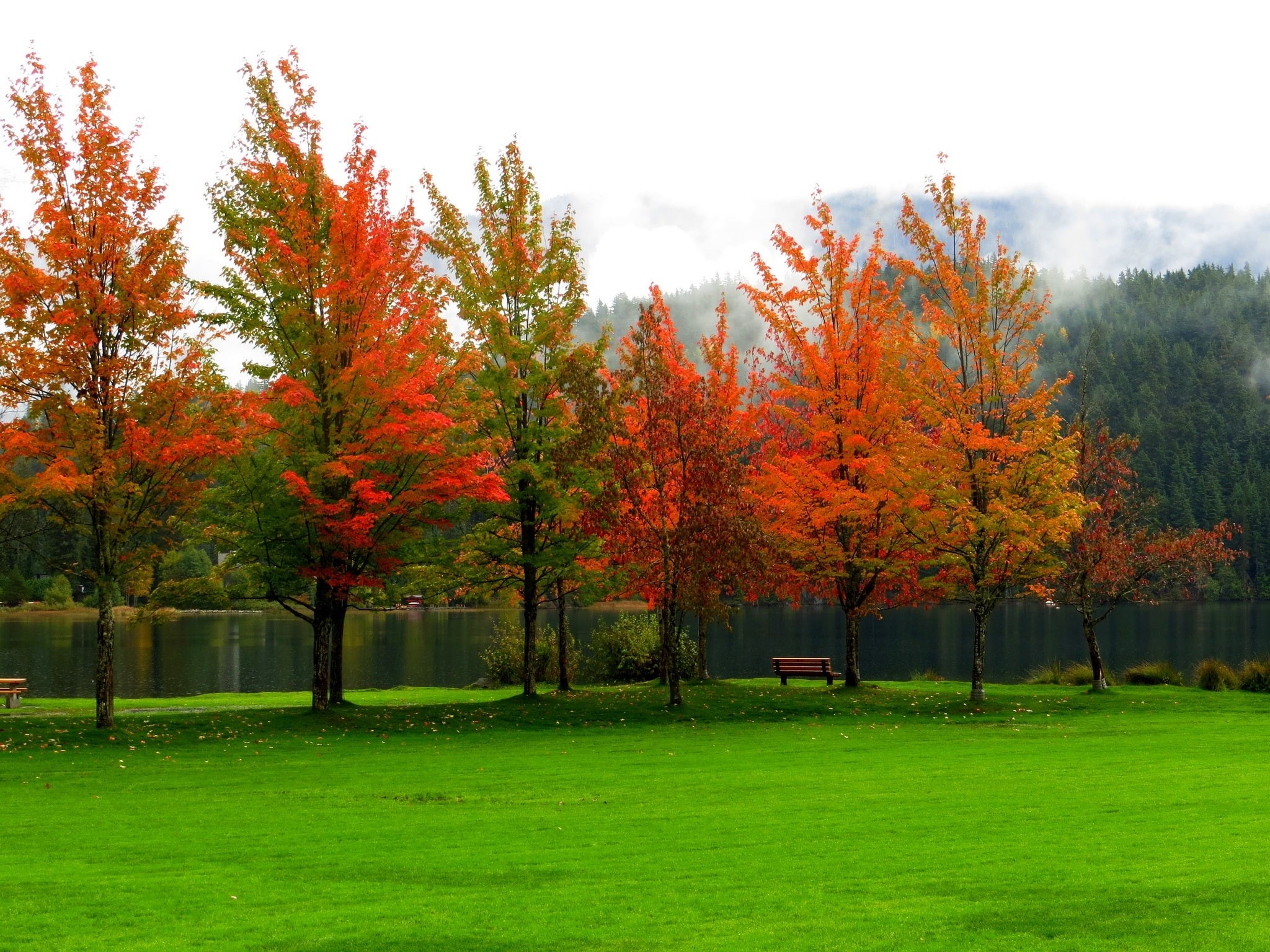 nature, field, scenics - nature, colorful, leaves, walk, beauty in nature, tranquility, sky, plant, orange, water, grass, bench, outdoors, change, growth, HD Wallpaper
