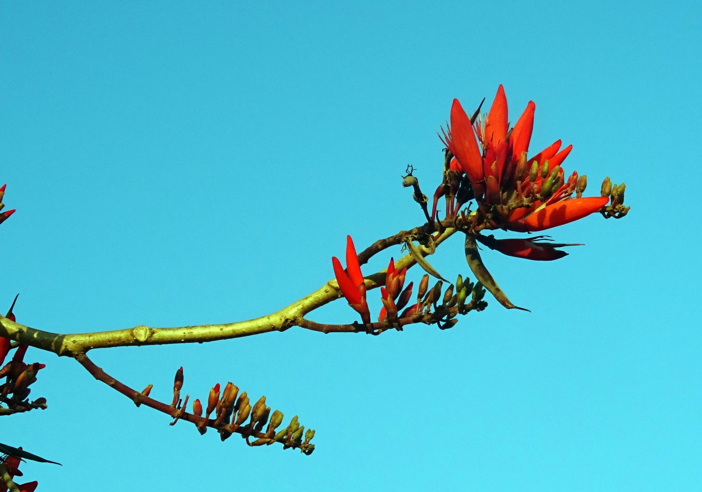 tiger claw, flower head, nature, no people, day, indian coral treee, erythrina indica, Coral, karnataka, outdoors, fabaceae, freshness, sky, close-up, Indian, HD Wallpaper