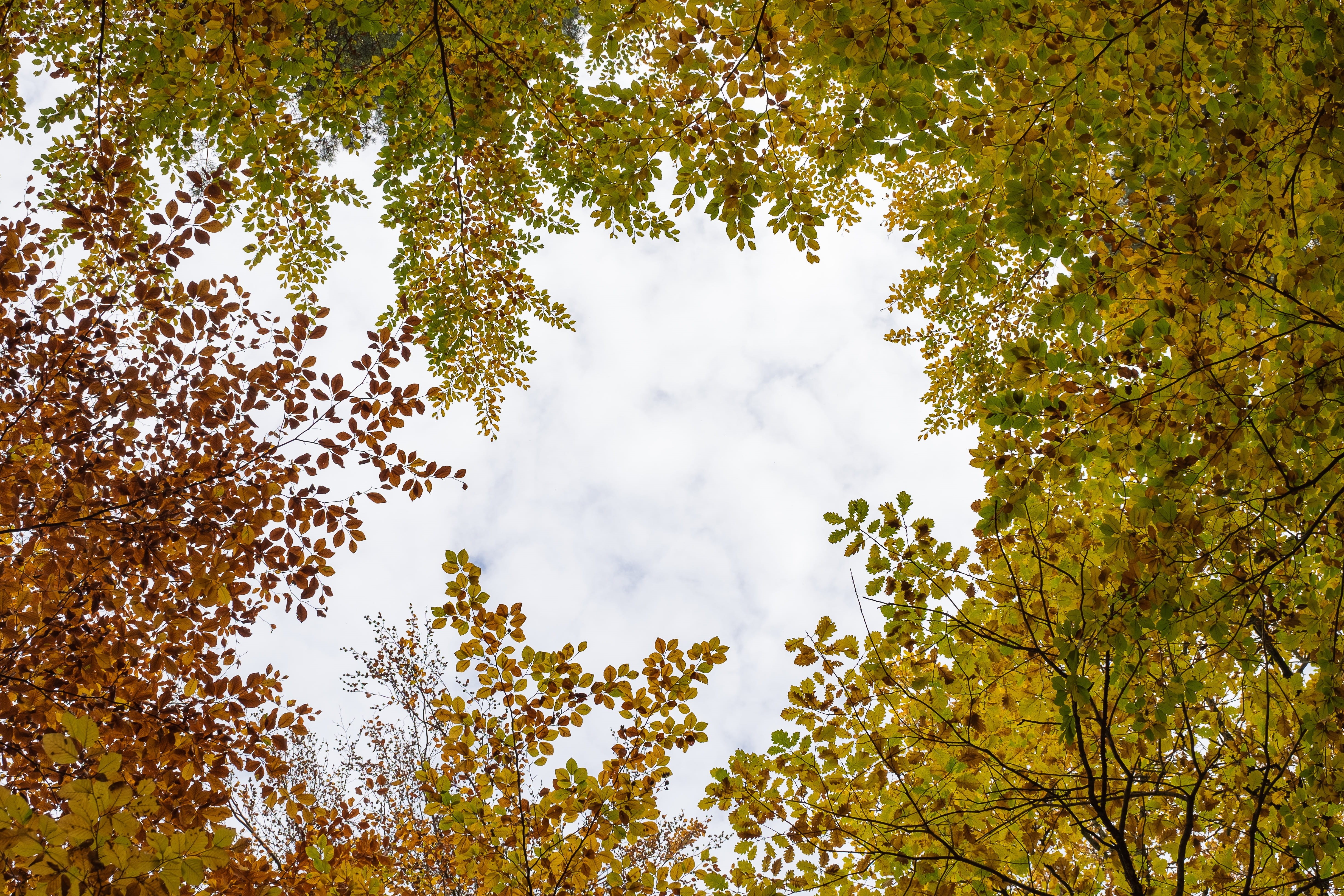 germany, looking up, negative space, autumn, green color, low angle view, directly below, outdoors, treetop, tranquility, tree canopy, tranquil scene, day, HD Wallpaper