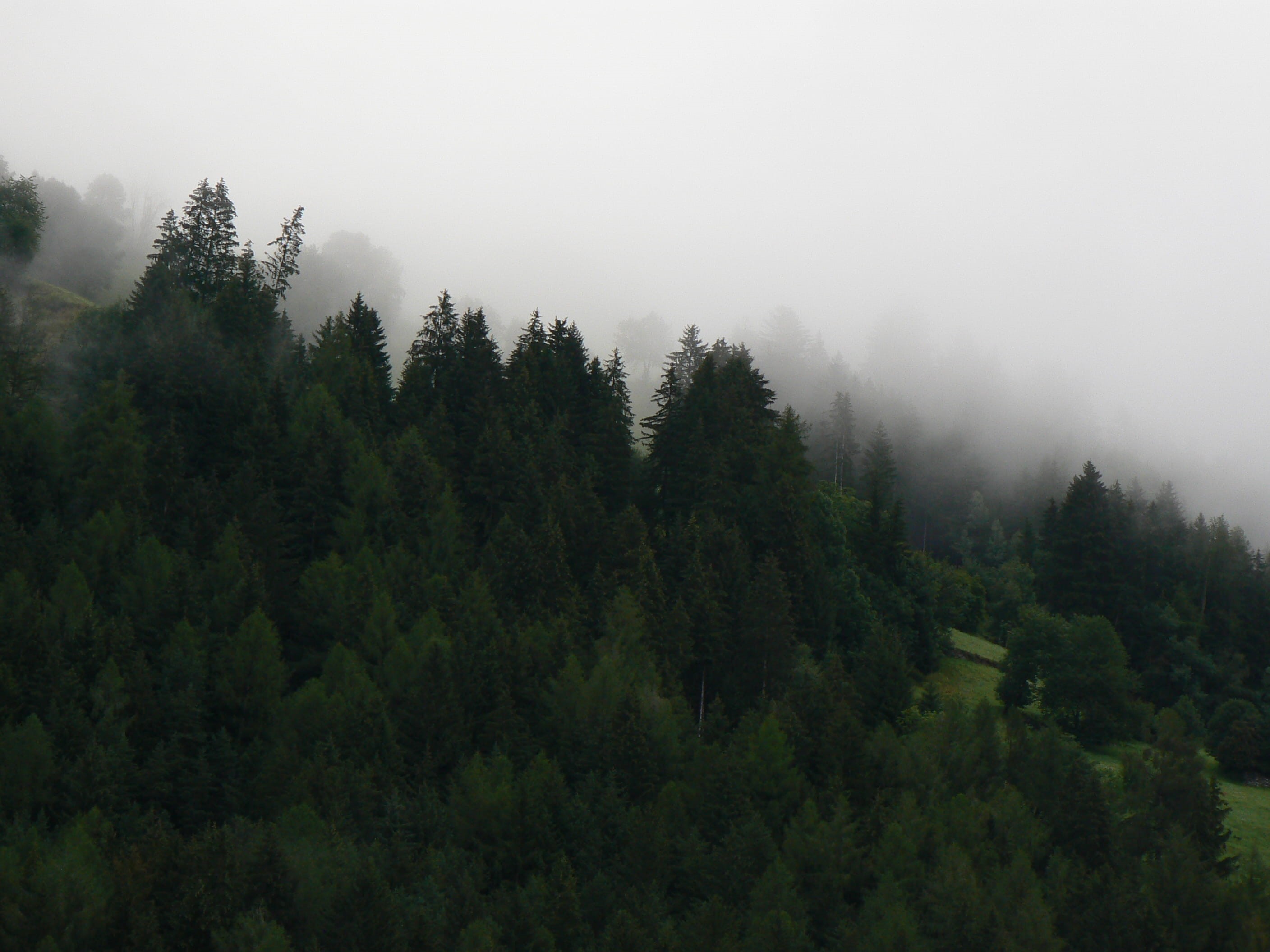 outdoors, mountain, hill, trees, fog, 2K, pine tree, tranquility, green, green color, woodland, landscape, mist, winter, day, forest, scenics - nature, HD Wallpaper