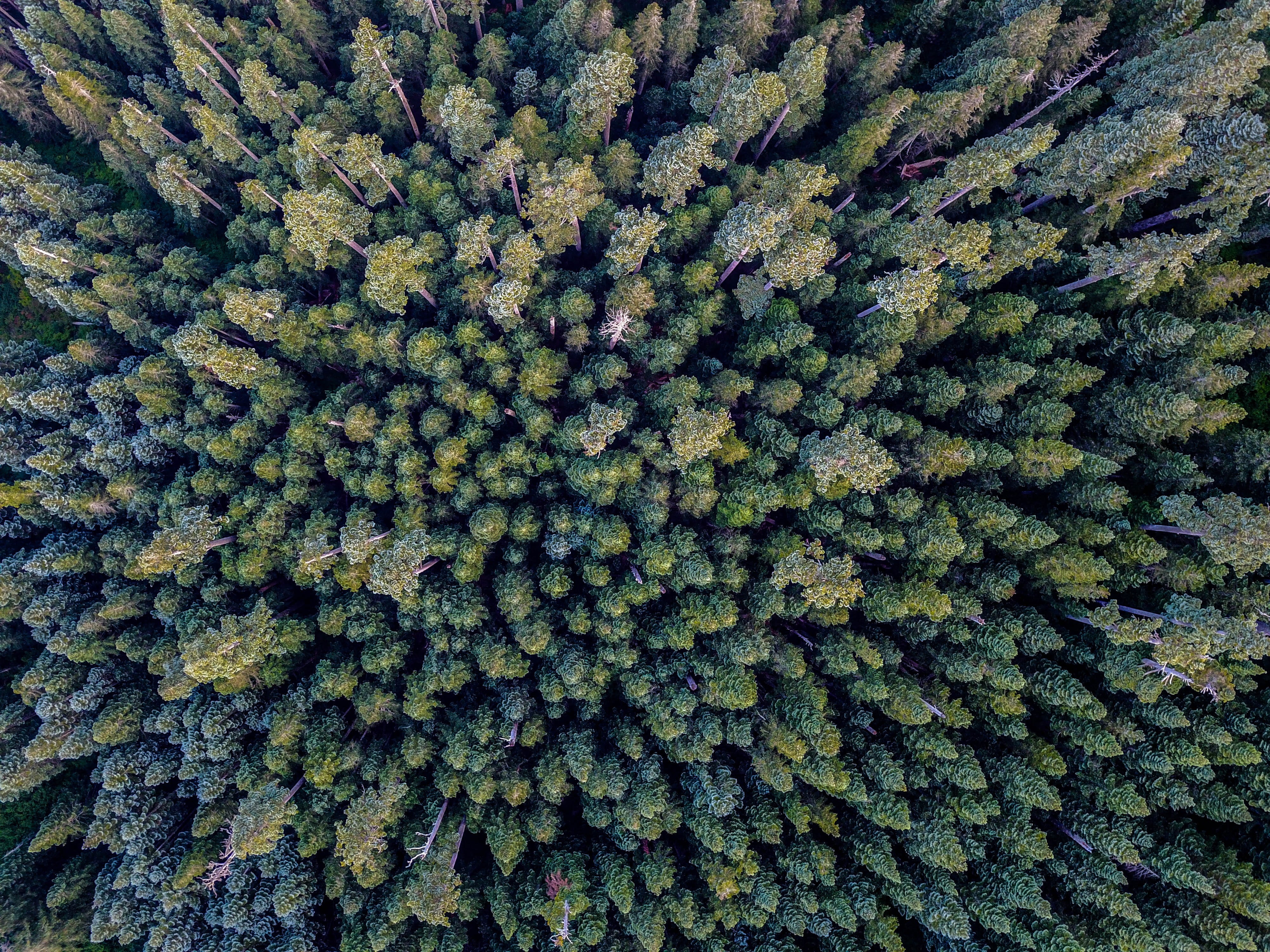 still life, high angle view, no people, full frame, abundance, eyeview, day, close-up, 4K, bird, s, aerial view, nature, photography, directly above, textured, HD Wallpaper