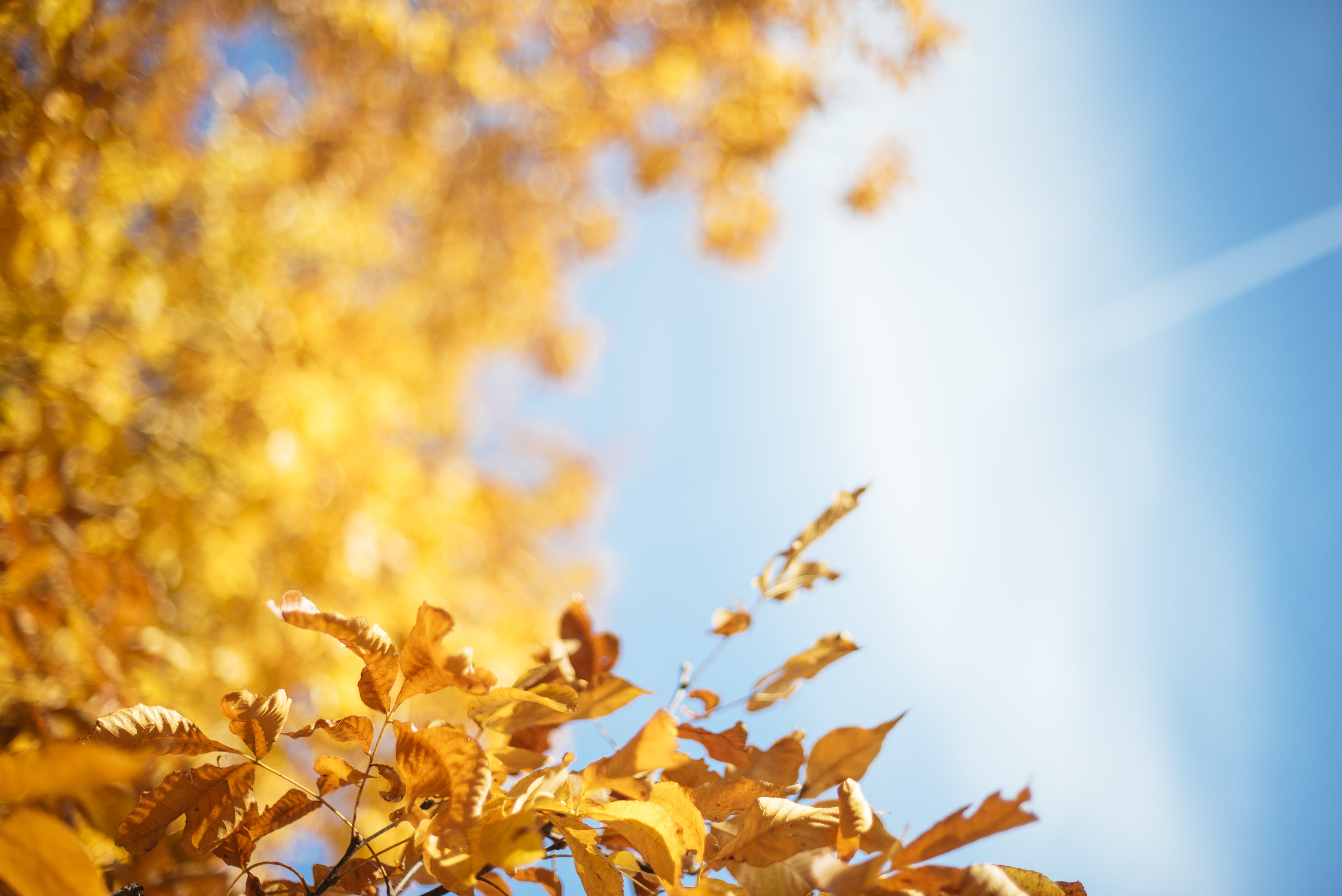 plant part, orange color, leaves, autumn, fall, natural condition, change, treee, autumn collection, no people, skies, growth, leafed, leaf, tree, nature, HD Wallpaper