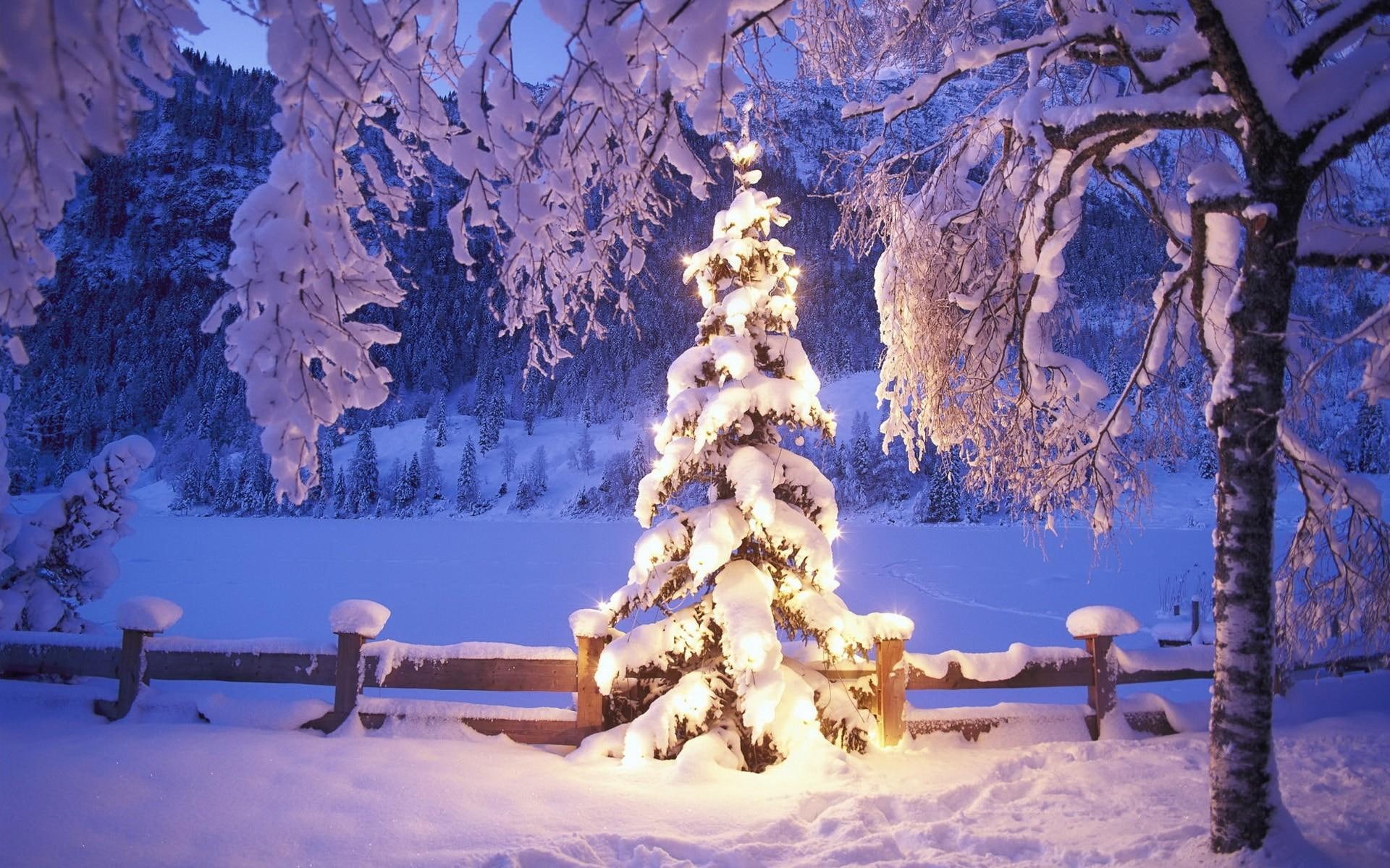 fur-tree, 1080P, fires, snowdrifts, fur, christmas, year, new year, green, tree, new, pine, snow, HD Wallpaper