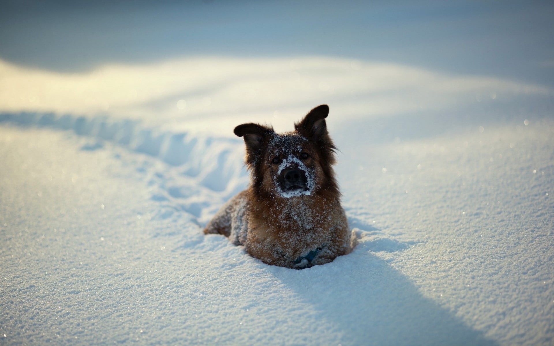 dog, adult, frost, snow, puppy, playful, shepherd, snowdrift, domestic Animals, white, terrier, playing, domestic, cold temperature, animal Nose, vertebrate, HD Wallpaper